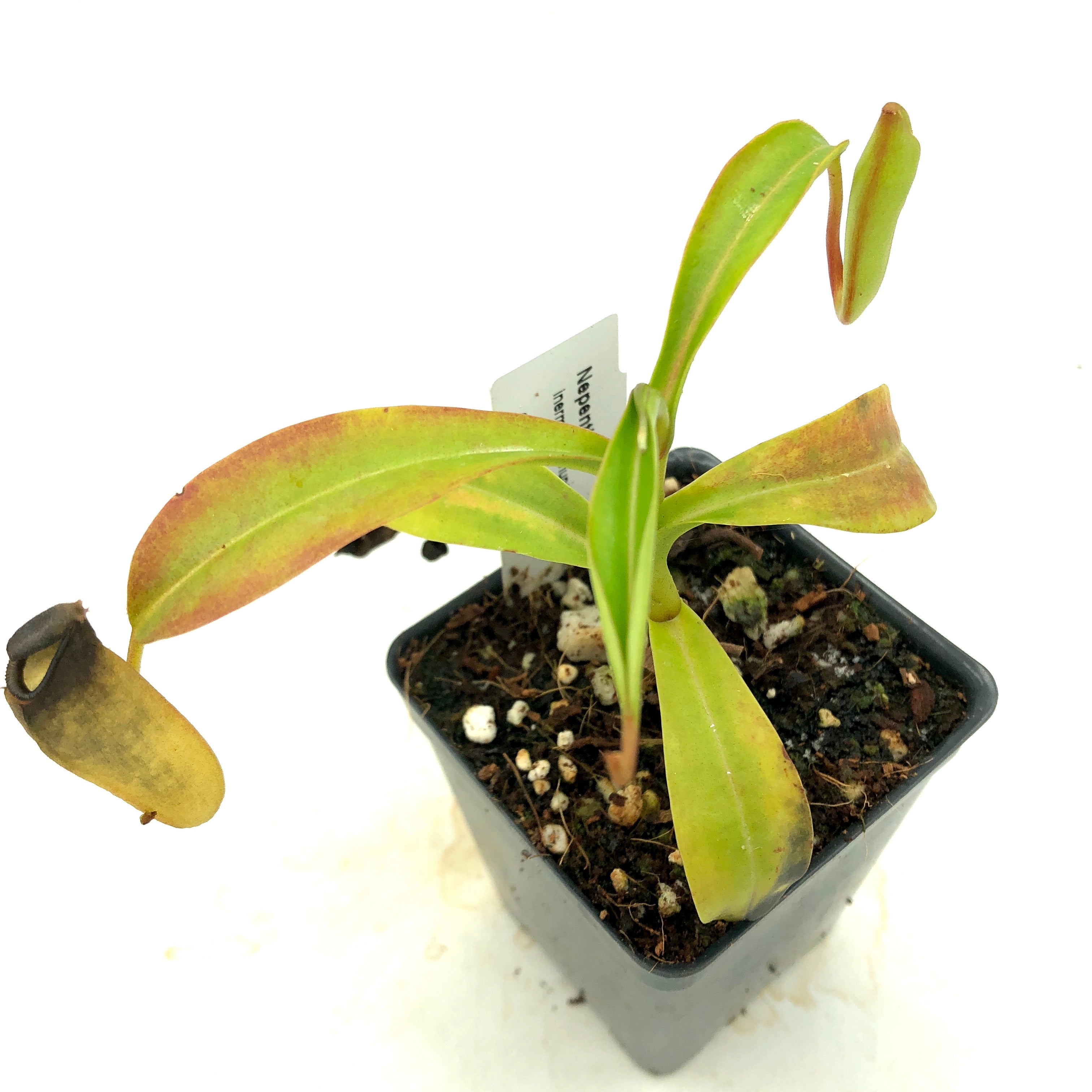 Nepenthes inermis AW 9