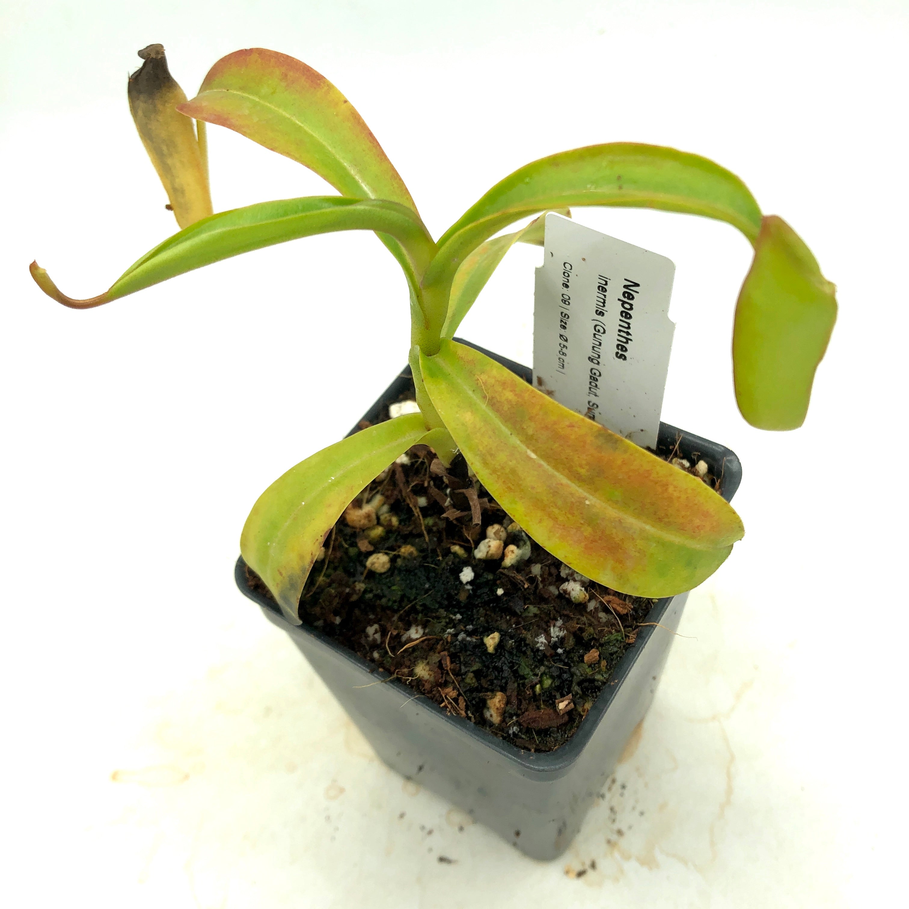 Nepenthes inermis AW 9