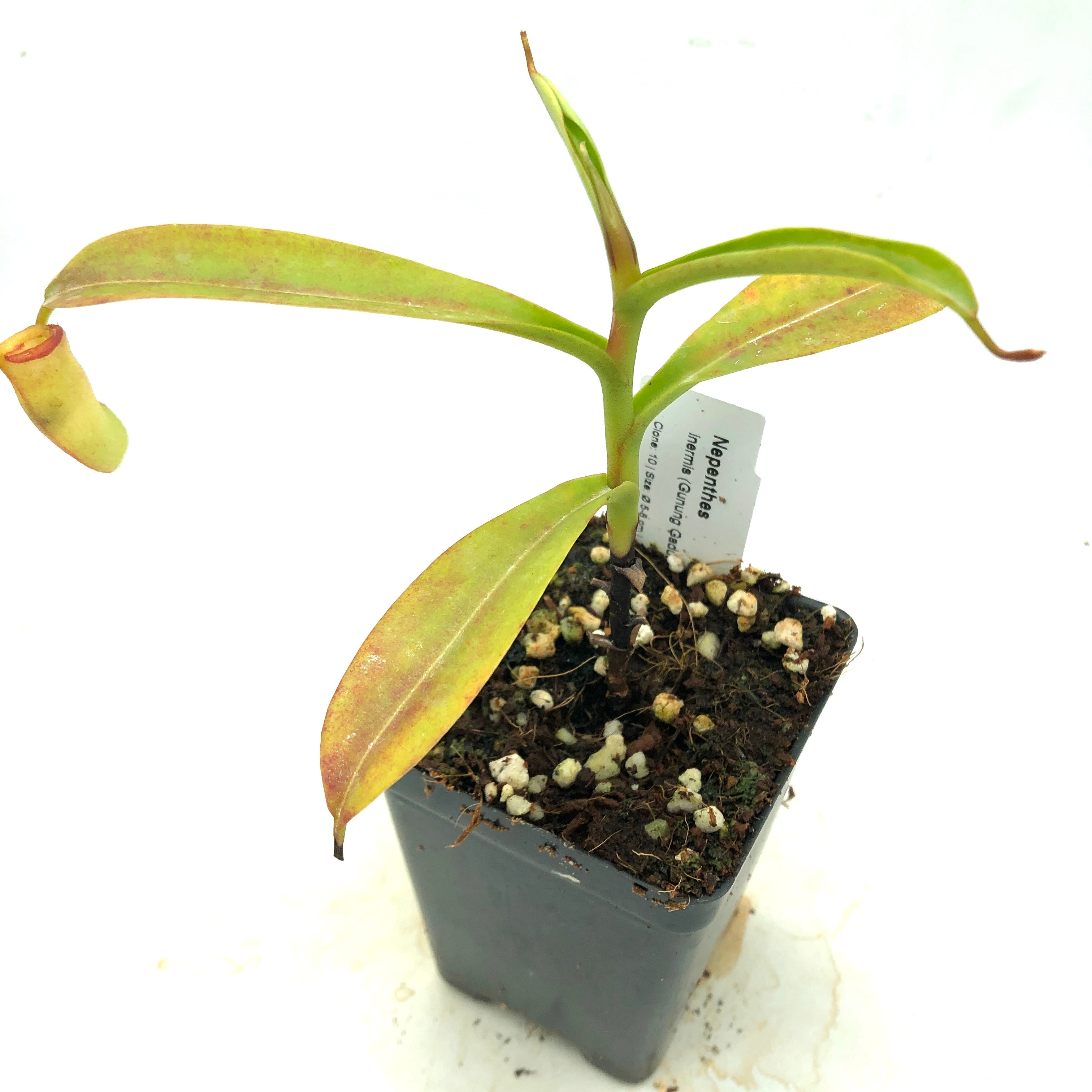 Nepenthes inermis AW 10