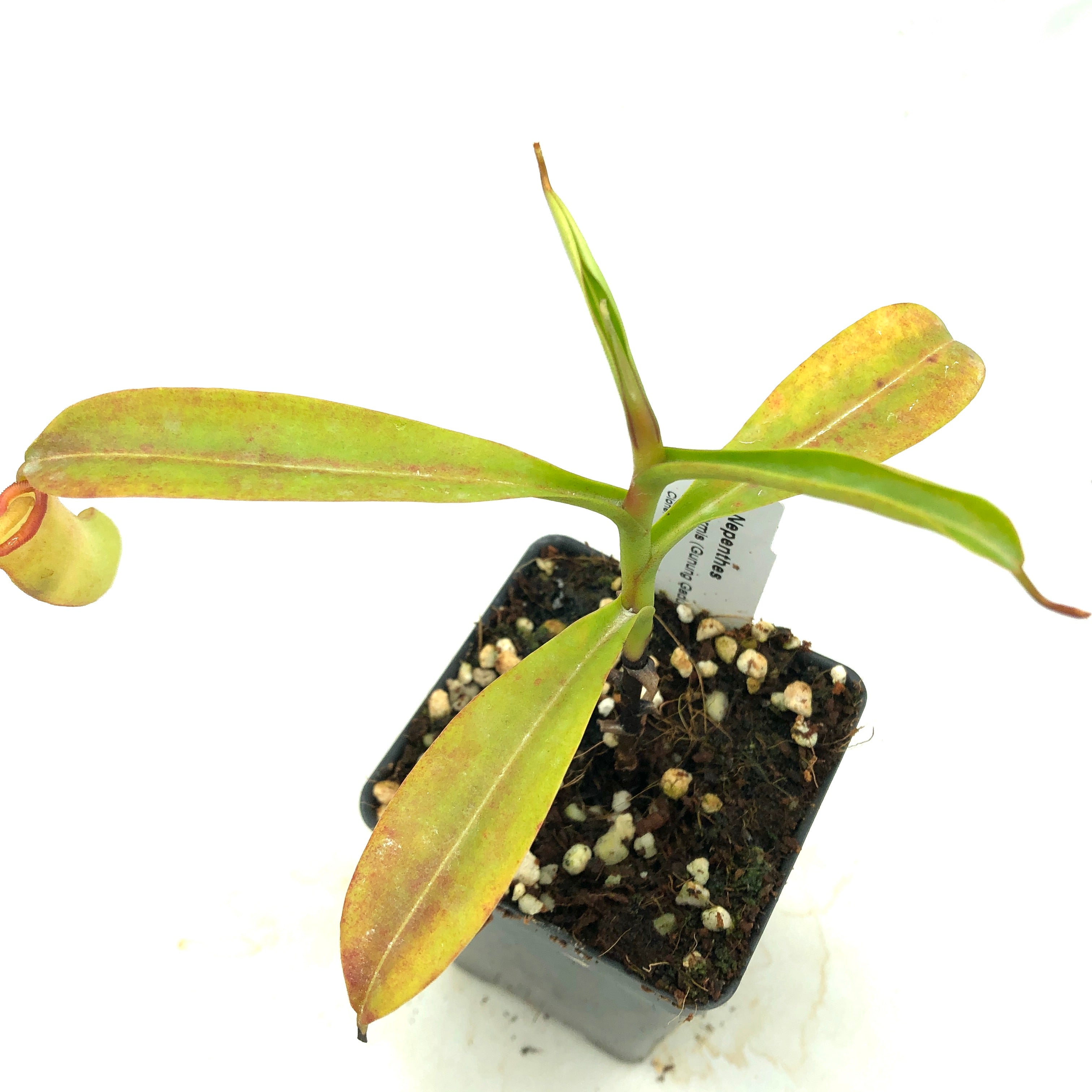 Nepenthes inermis AW 10