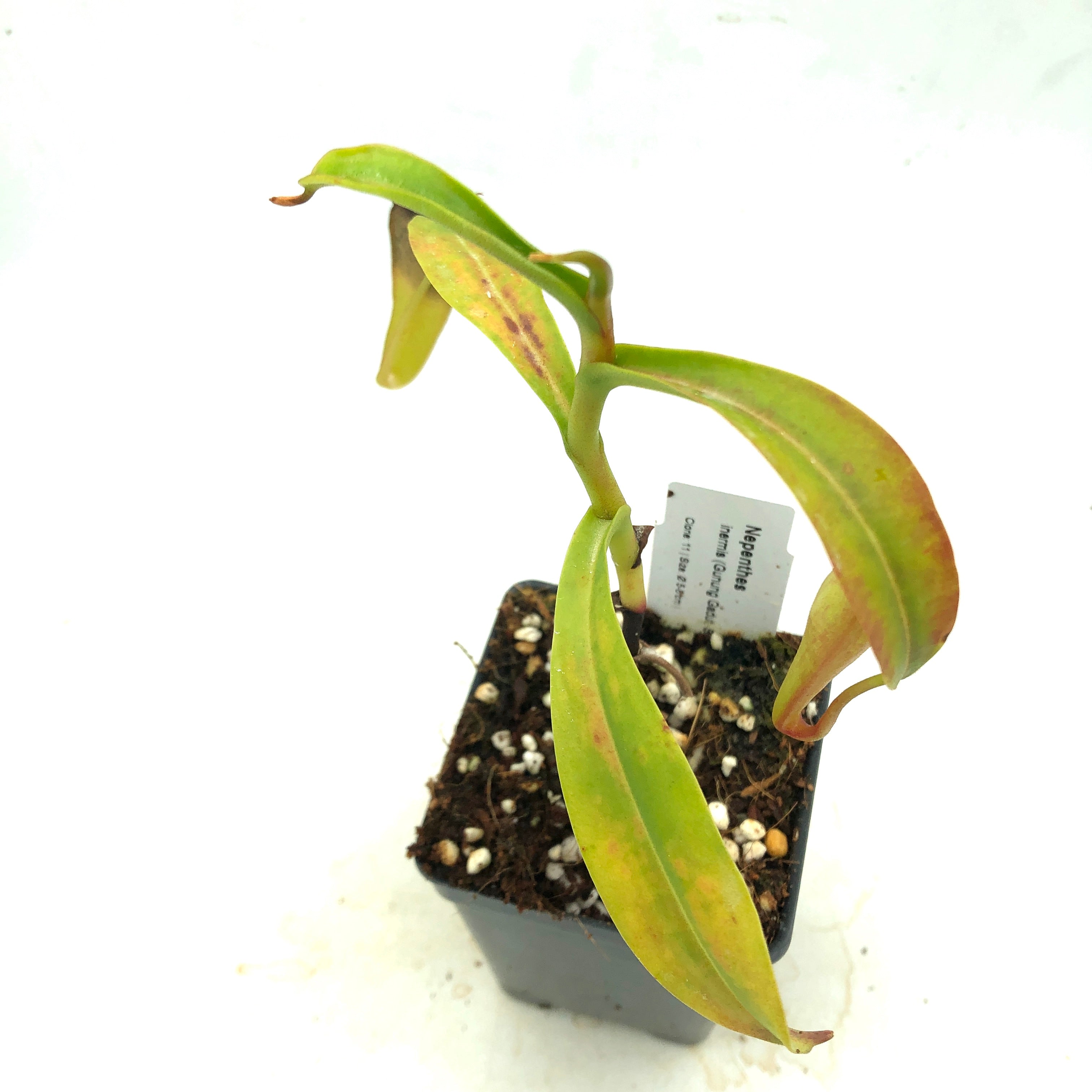 Nepenthes inermis AW 11