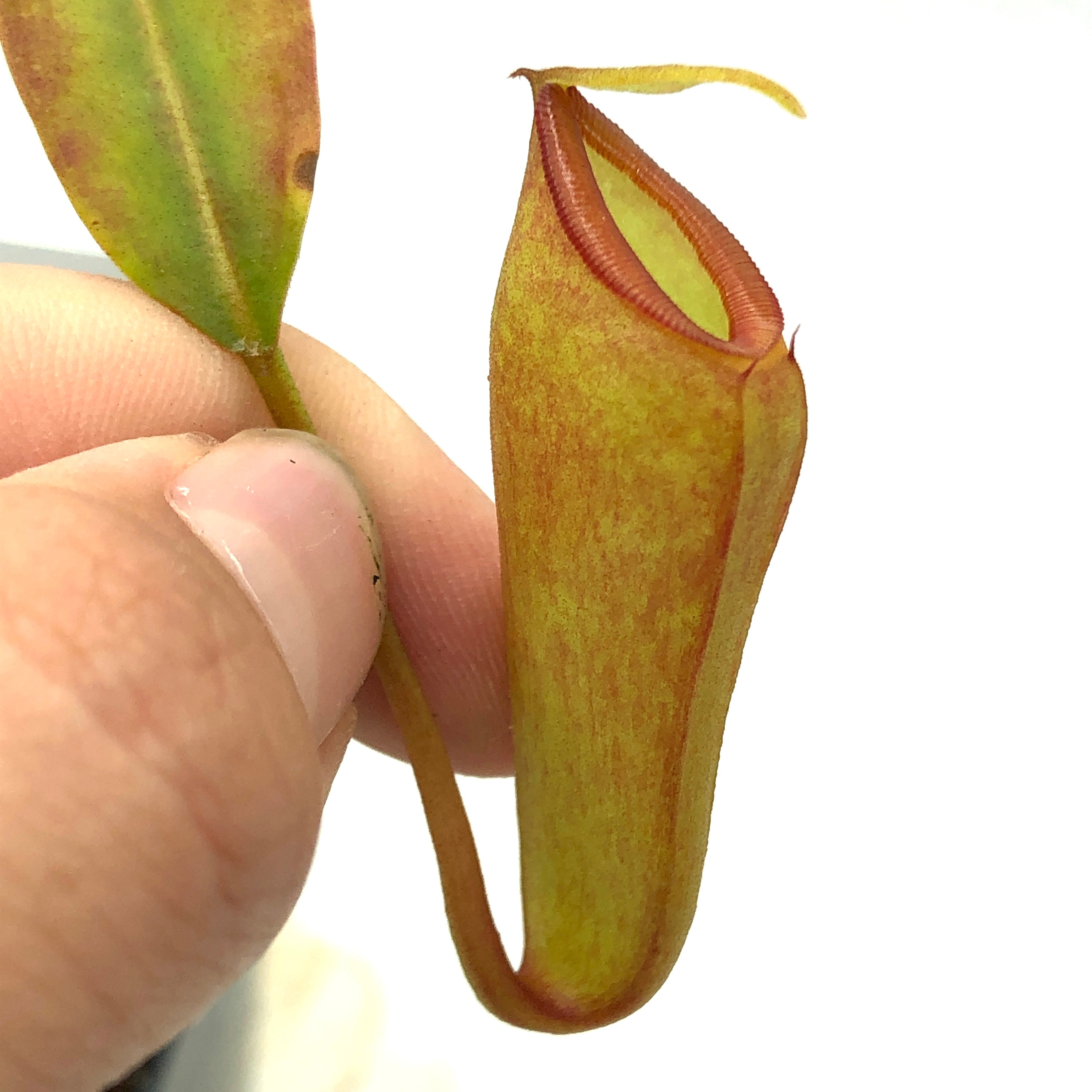 Nepenthes inermis AW 11