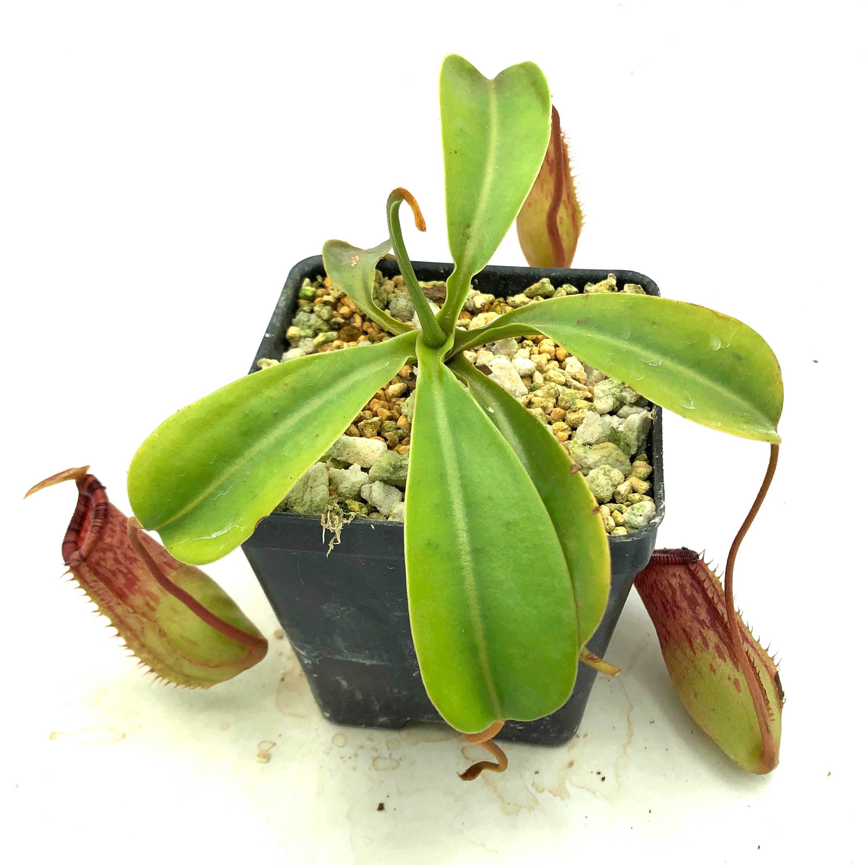 Nepenthes ventricosa x (lowii x ephippiata) Seed Grown