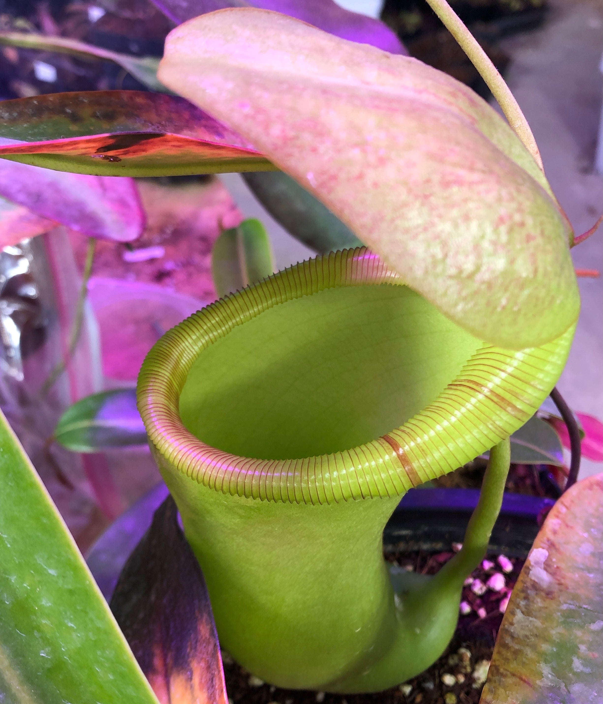 Nepenthes ventricosa x ephippiata EP