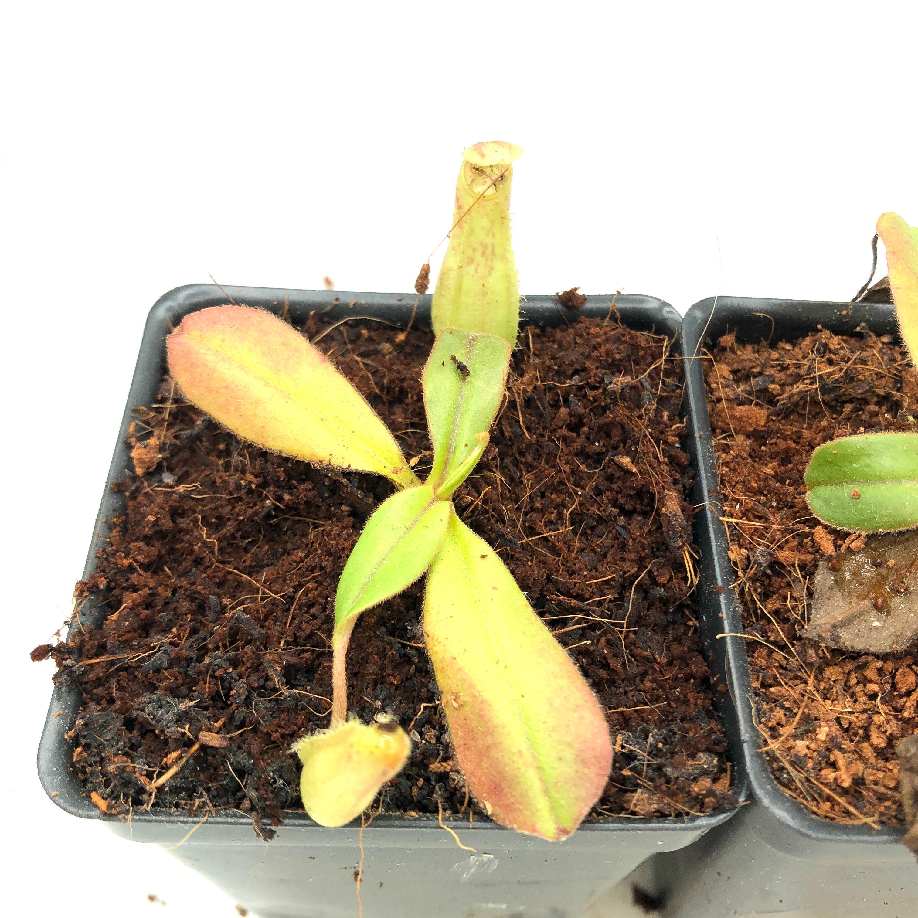 Nepenthes tomoriana BE-3344 BULK 10X