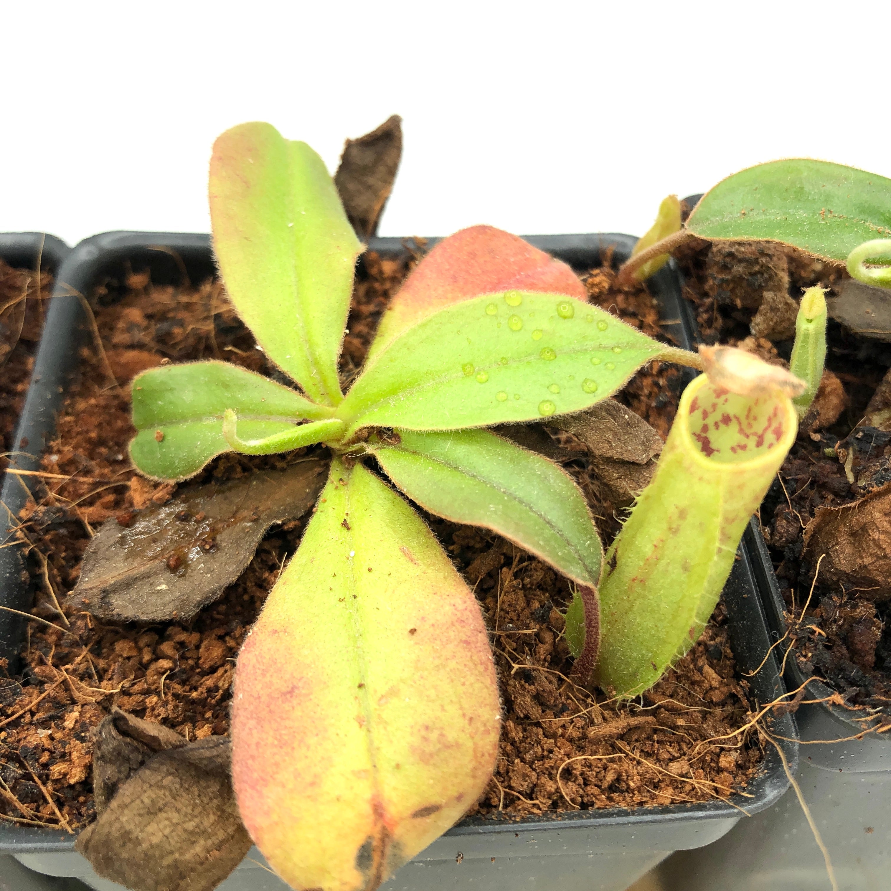 Nepenthes tomoriana BE-3344 BULK 10X