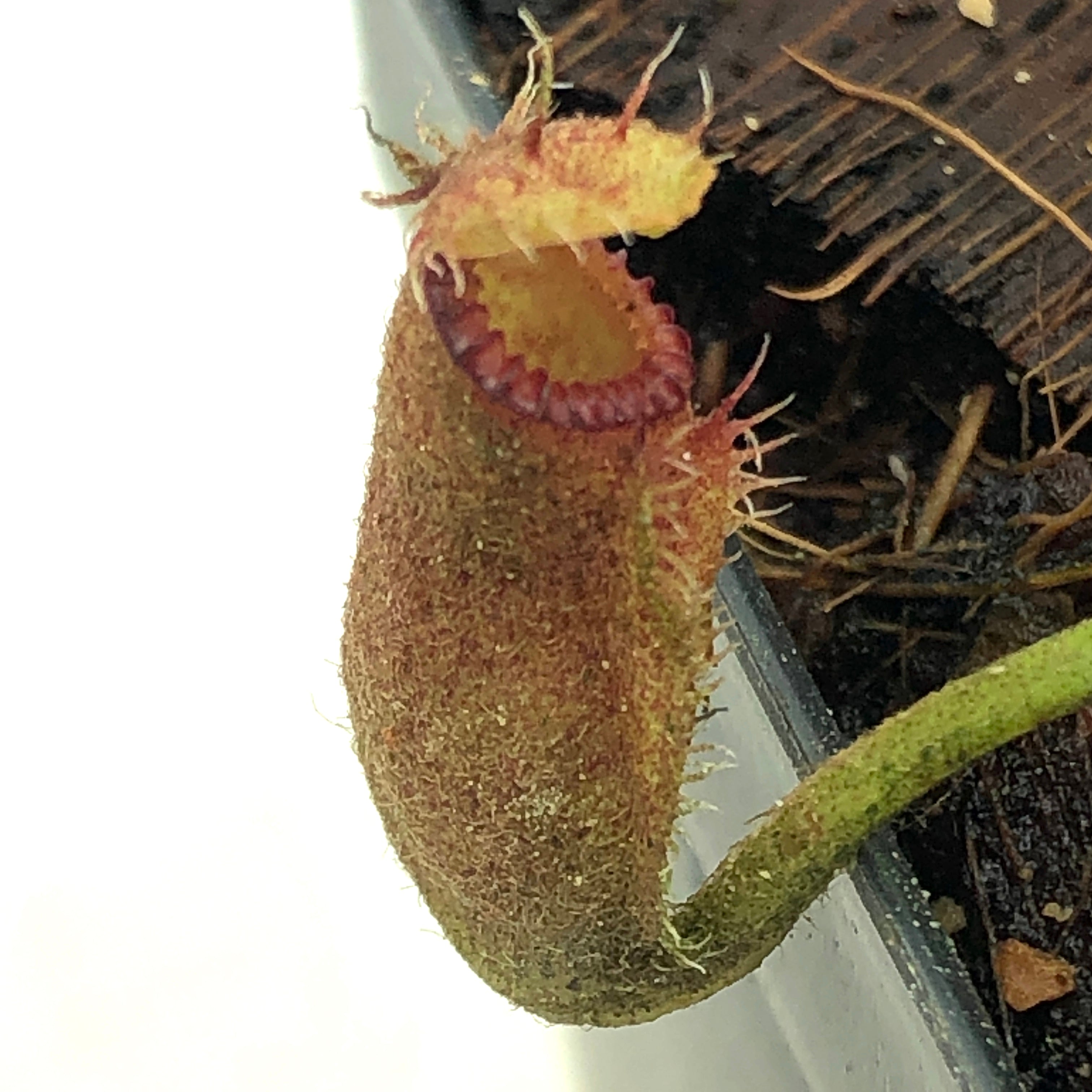 Nepenthes hamata x edwardsiana Wistuba Clone 9