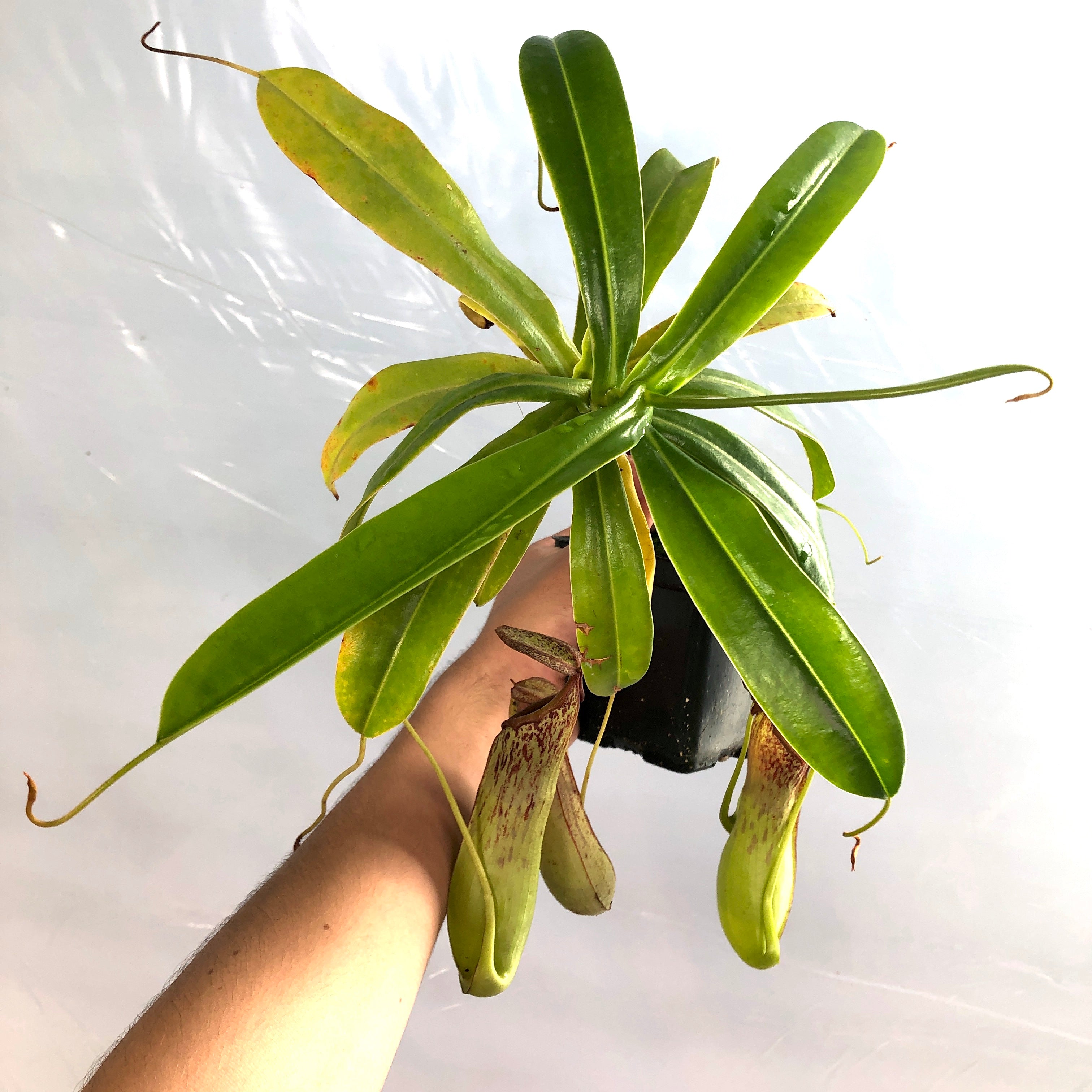 Nepenthes biak specimen