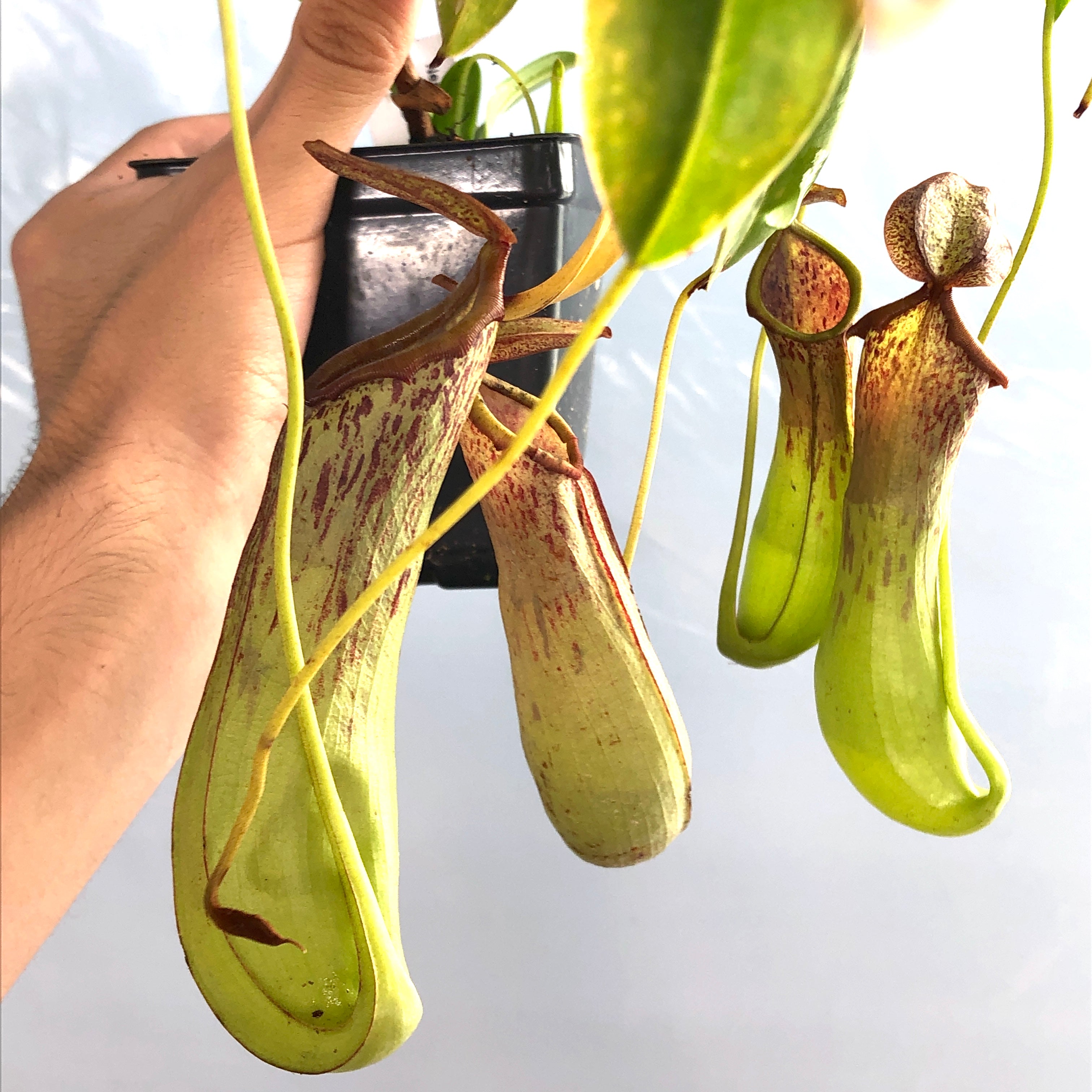 Nepenthes biak specimen