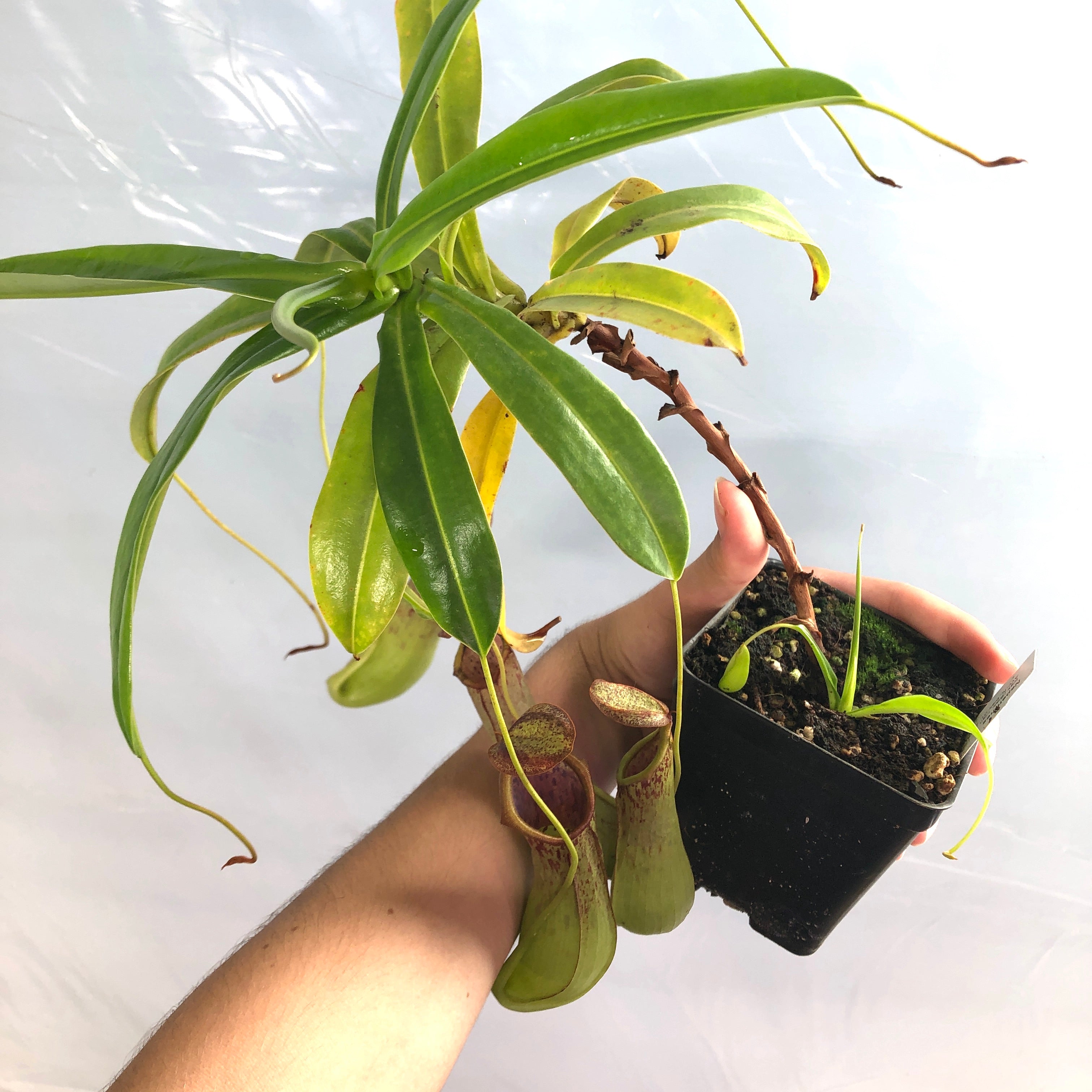 Nepenthes biak specimen