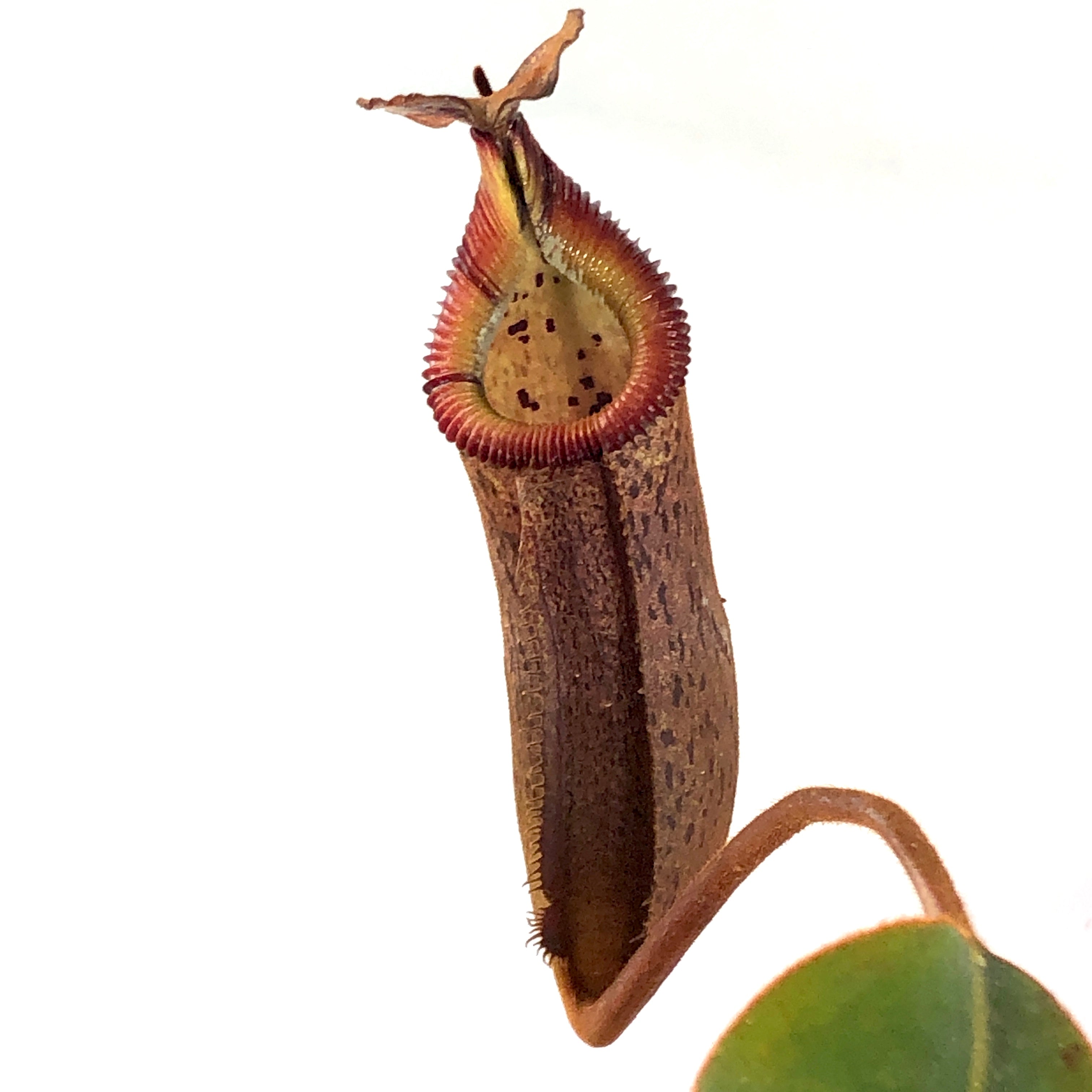 Nepenthes burbidgeae x edwardsiana Wistuba