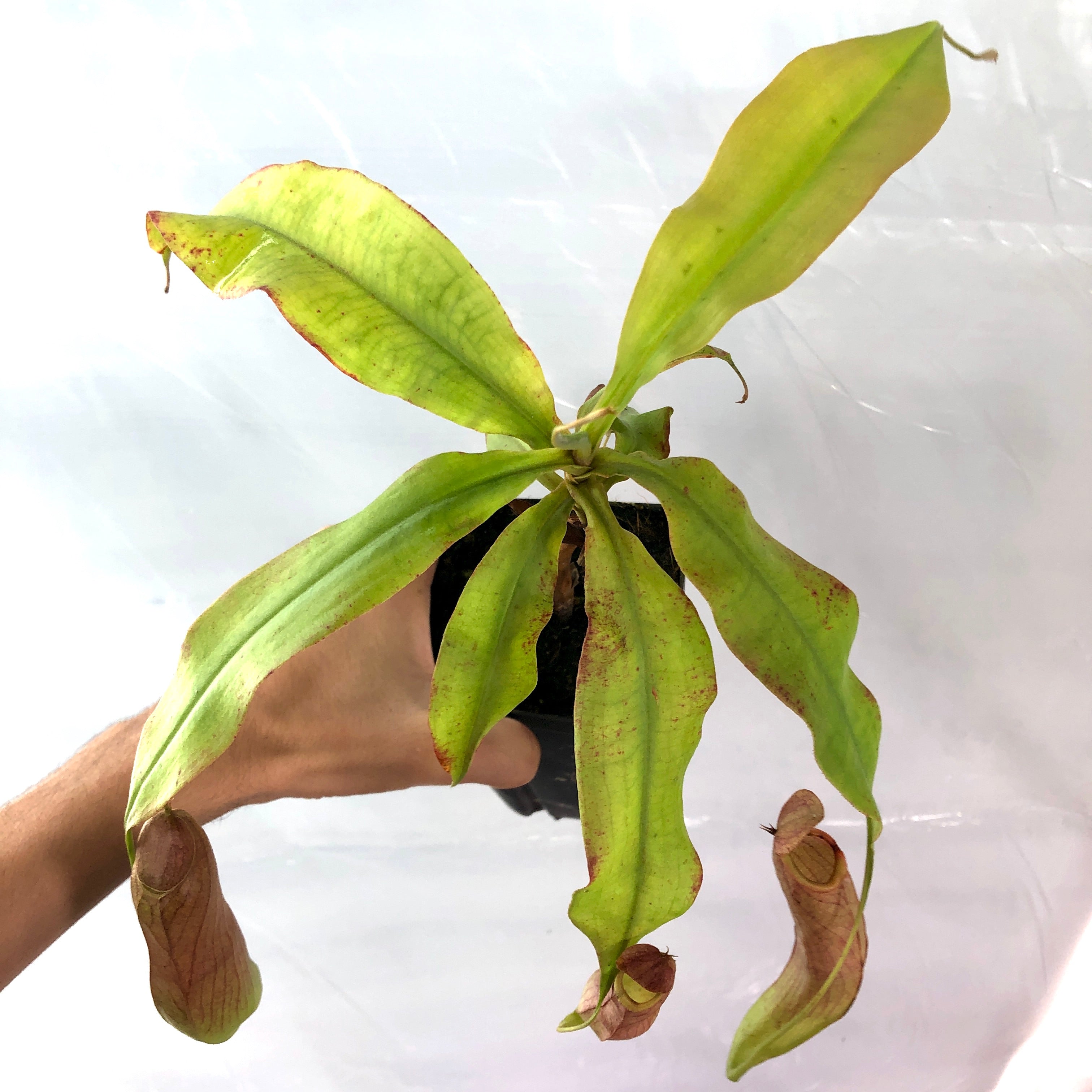 Nepenthes mirabilis