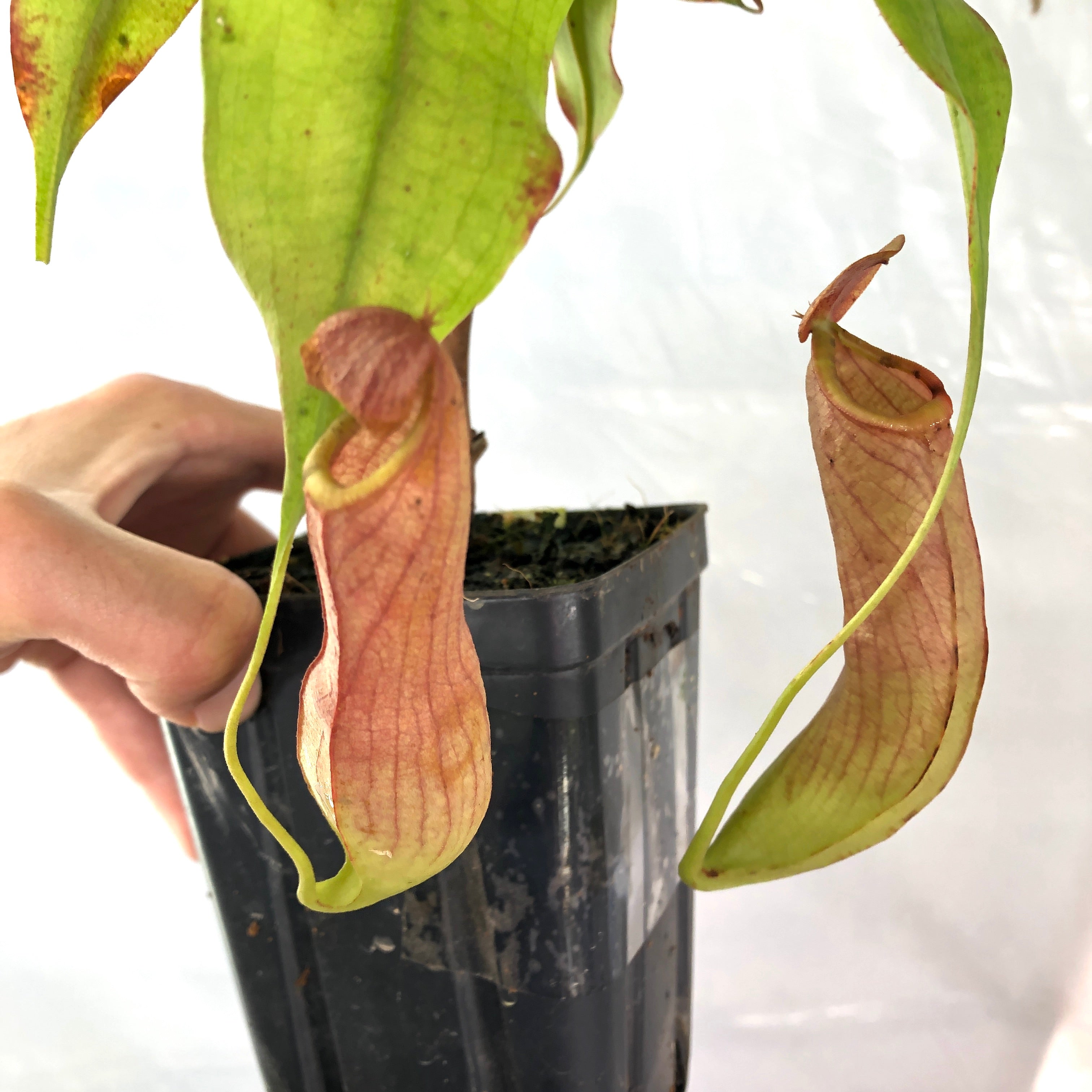 Nepenthes mirabilis