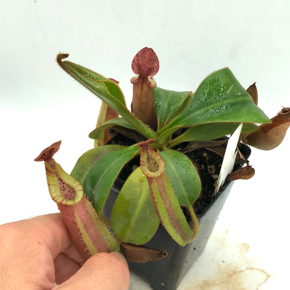 Nepenthes Veitchii K x (veitchii HL x burbidgeae 'EP') TC – Cross Exotics