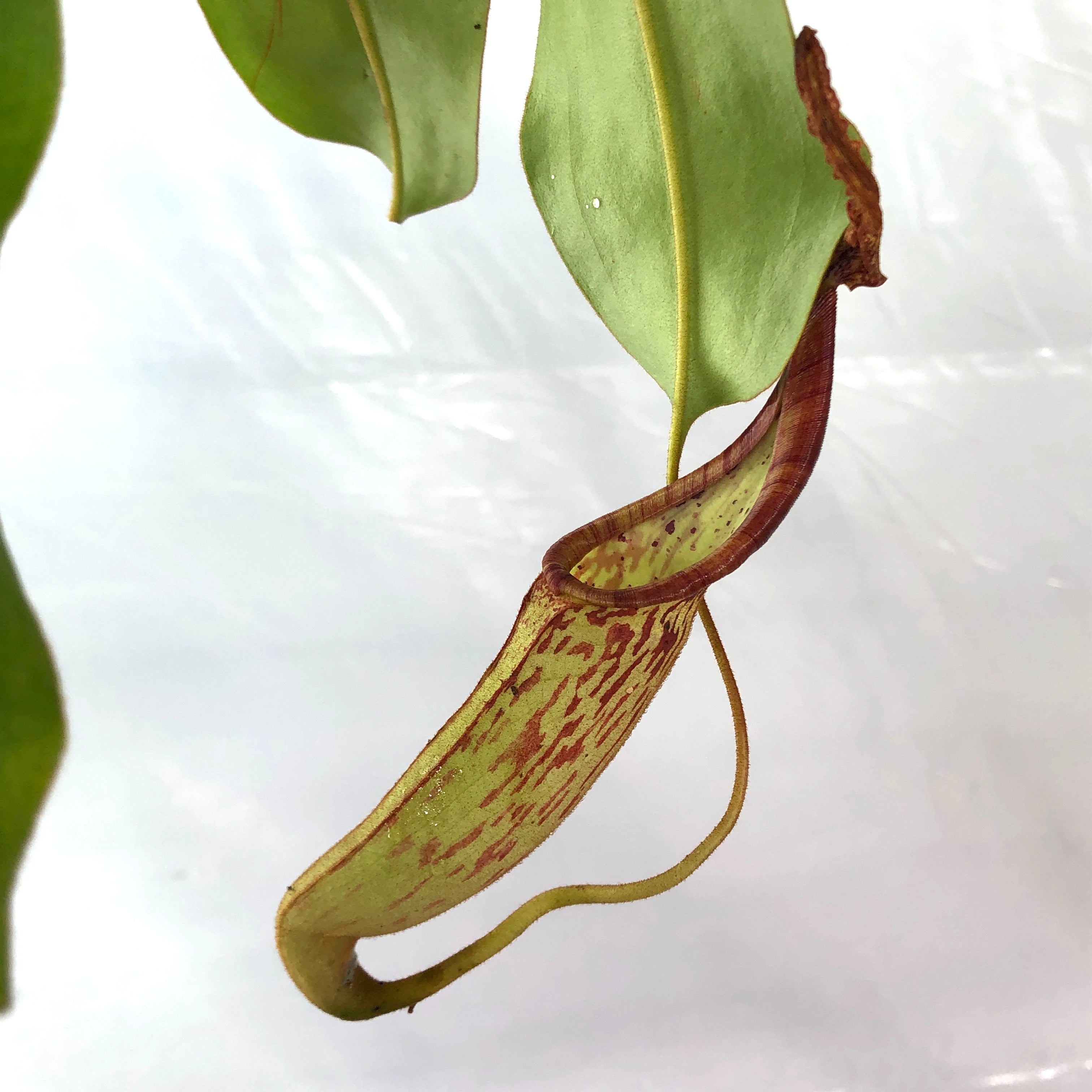 Nepenthes dactylifera