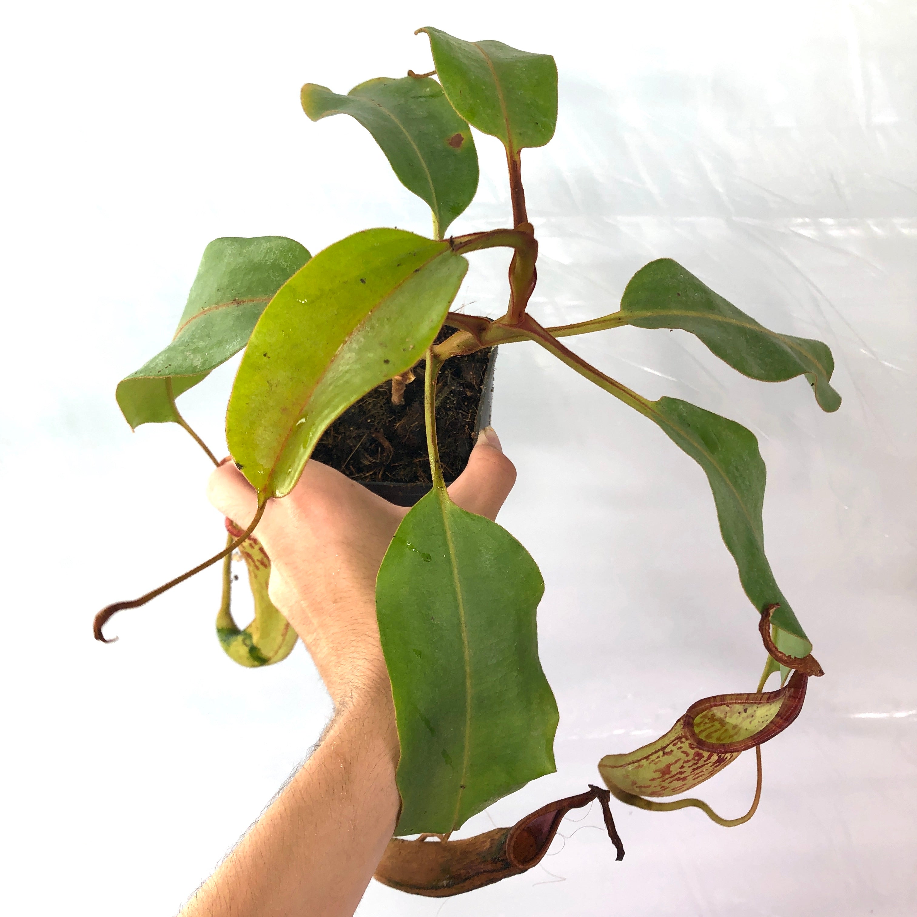 Nepenthes dactylifera