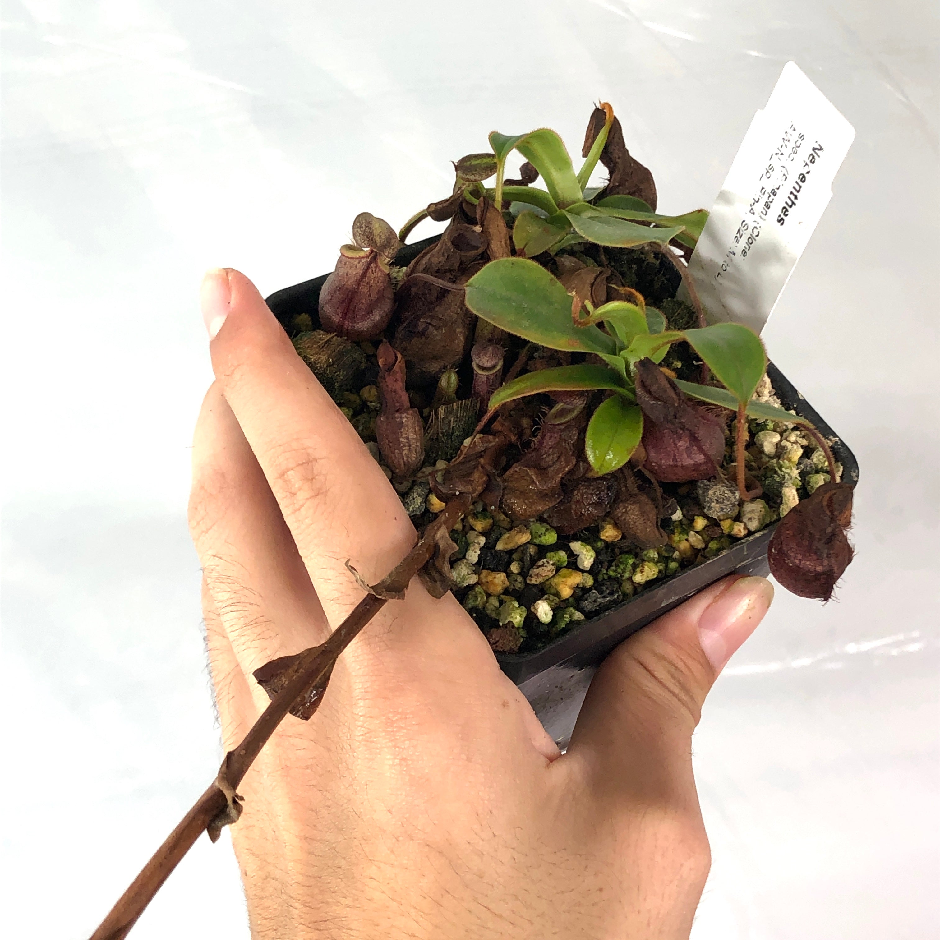 Nepenthes spec. Pinapan