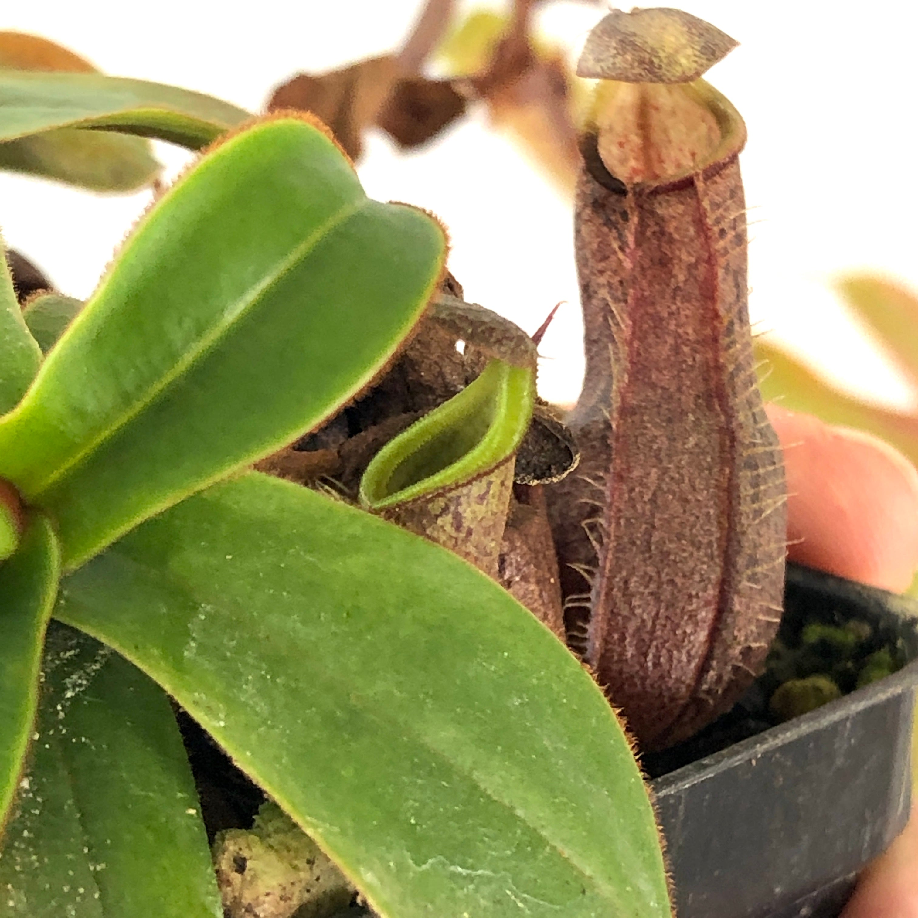 Nepenthes spec. Pinapan
