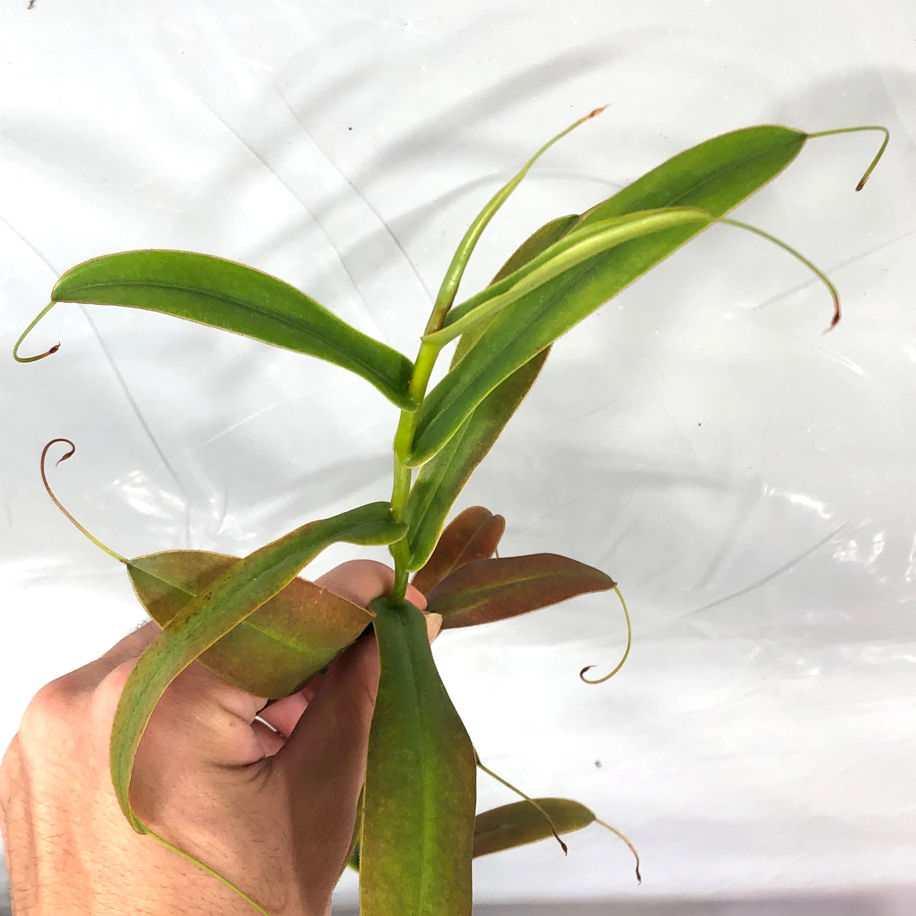 Nepenthes spec. Pinapan