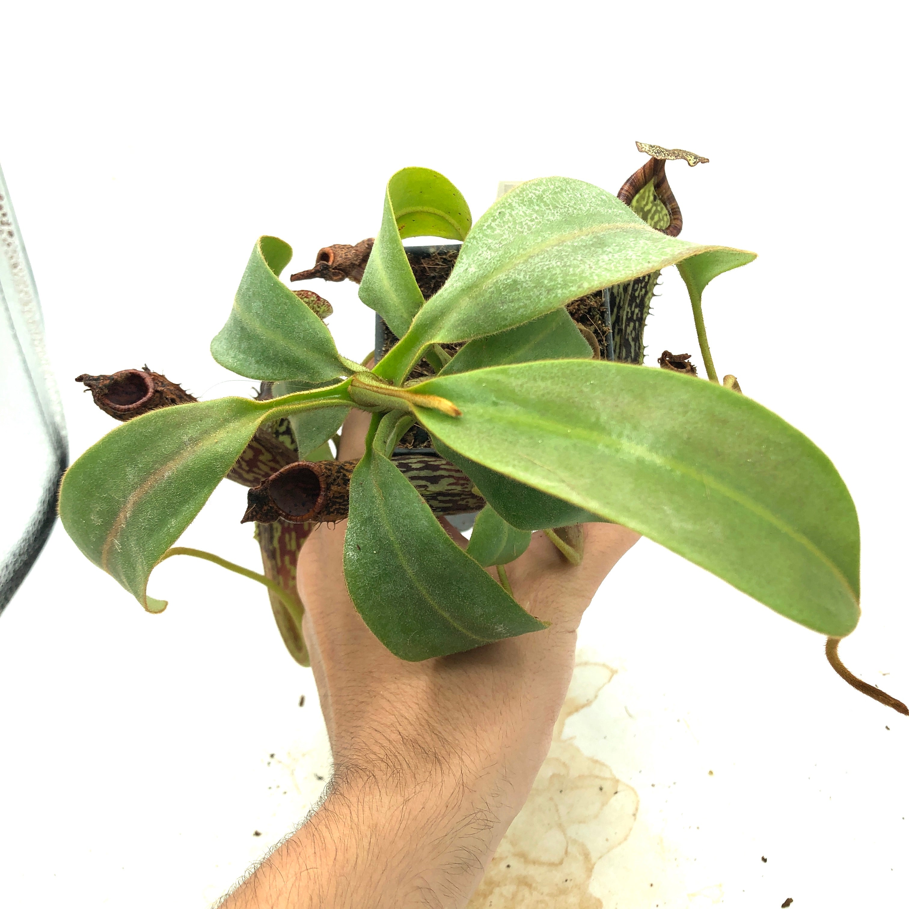 Nepenthes platychila x vogelii