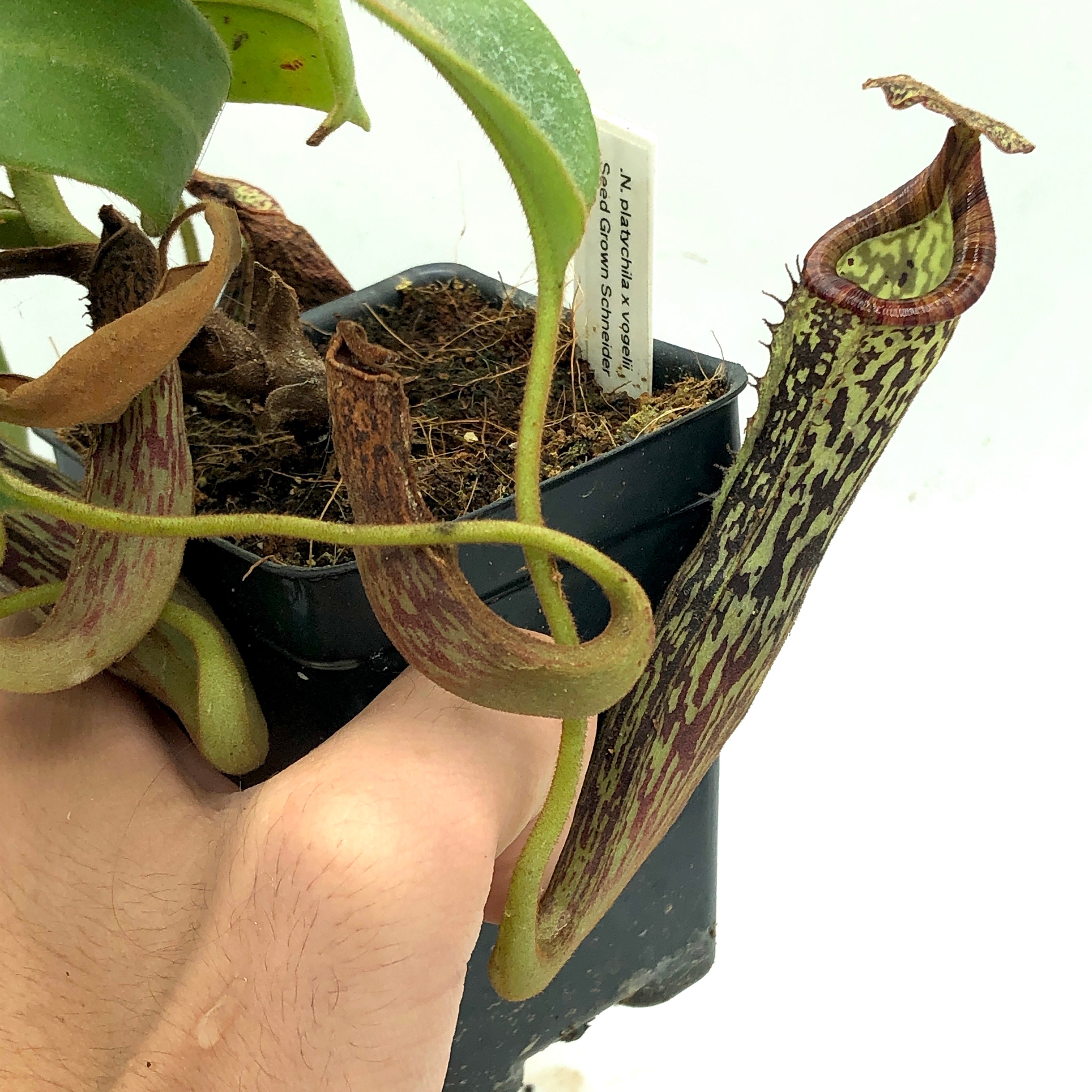 Nepenthes platychila x vogelii