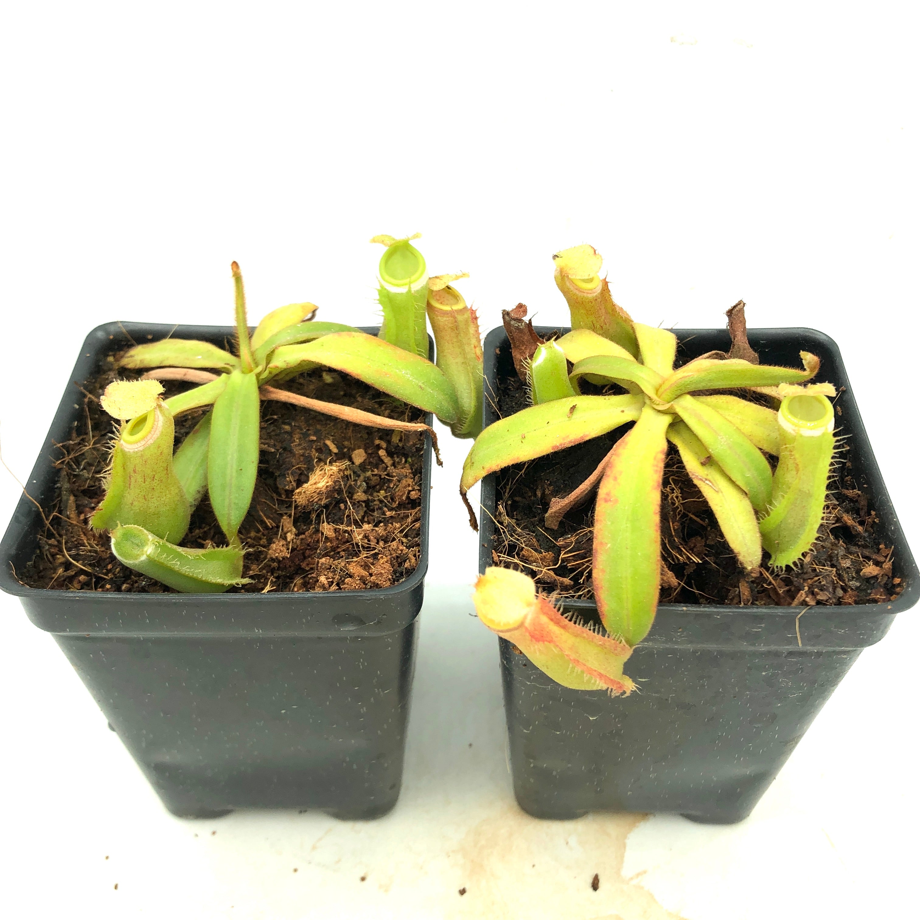 Nepenthes albomarginata BE-3004