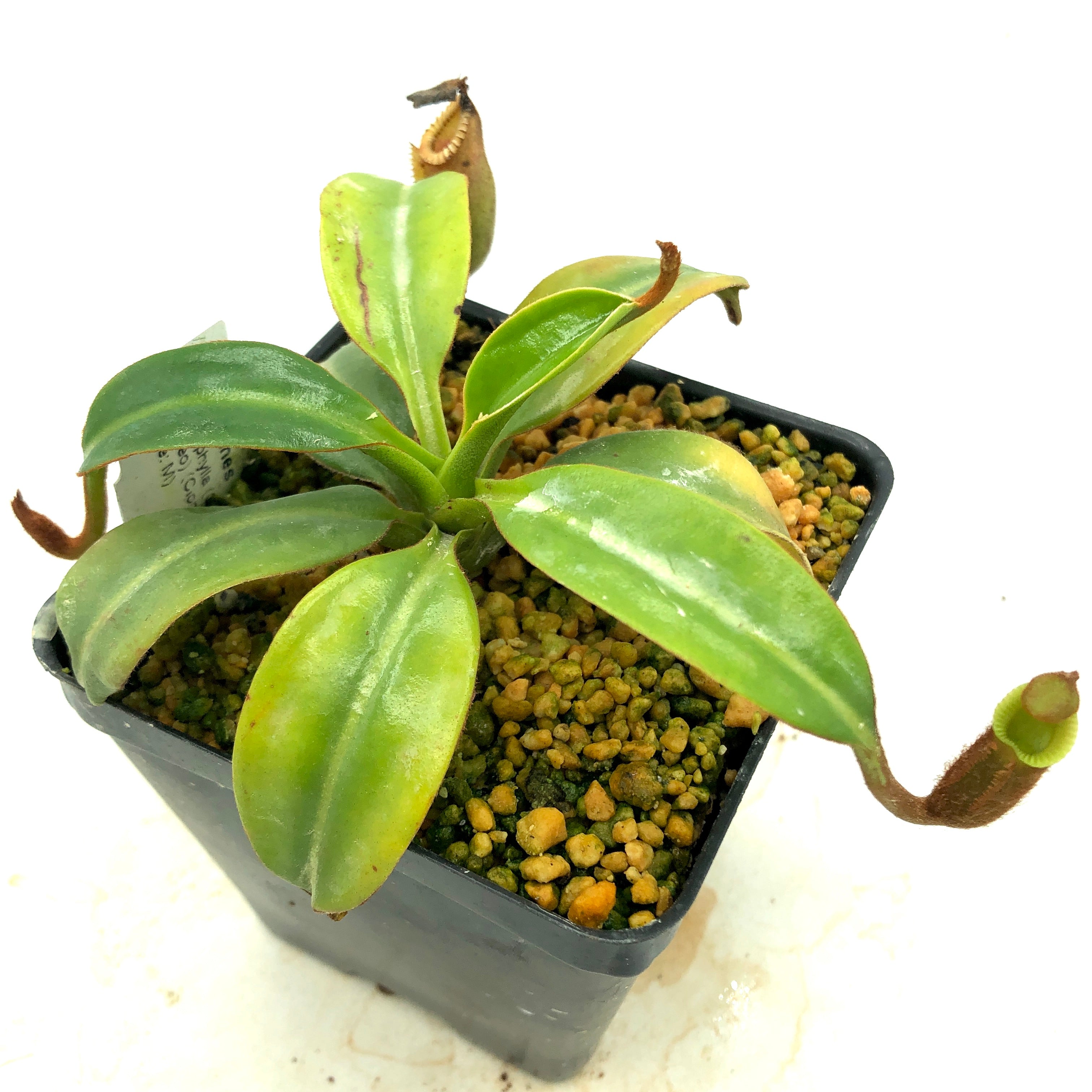 Nepenthes macrophylla AW clone 1