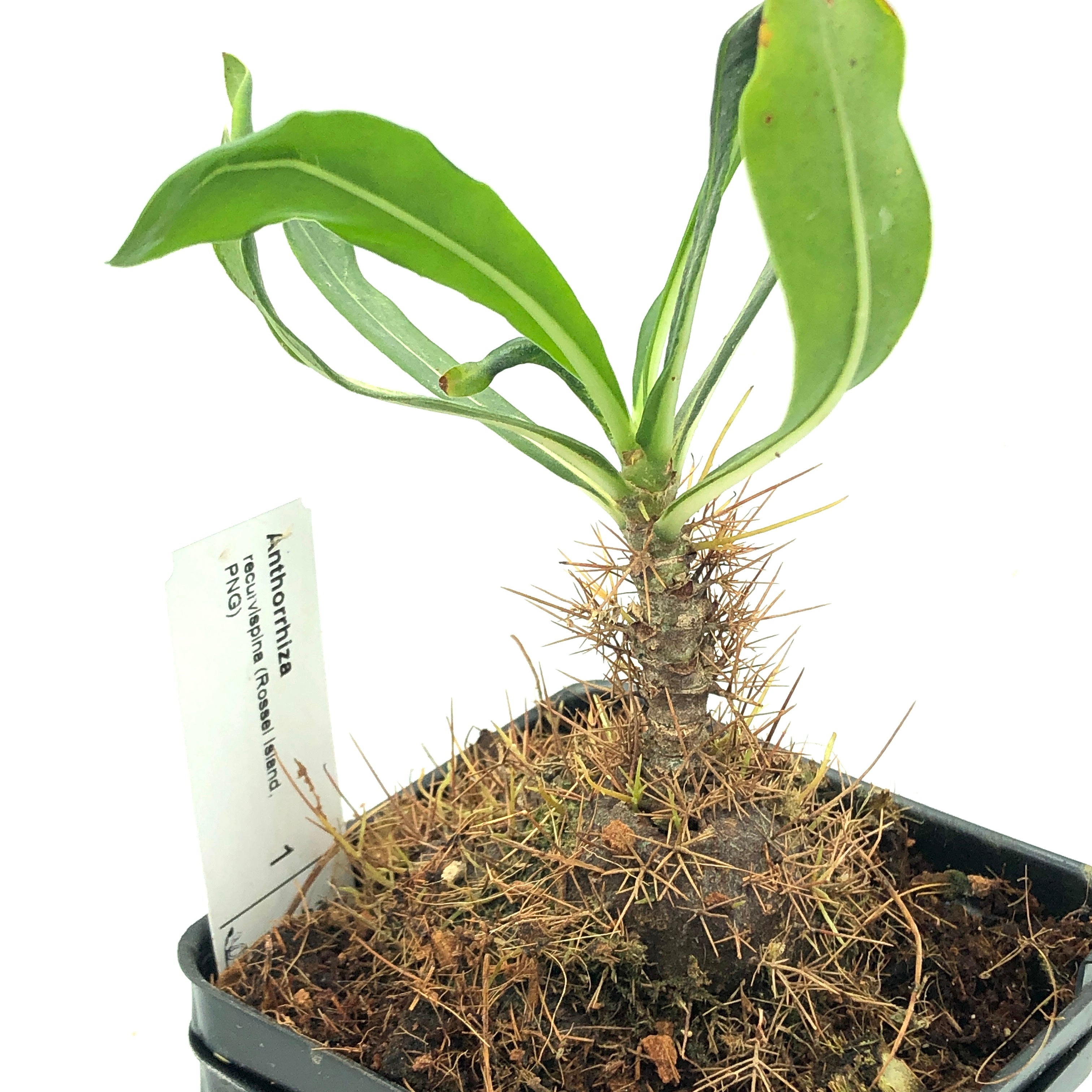 Anthorrhiza recurvispina Rossel Island PNG