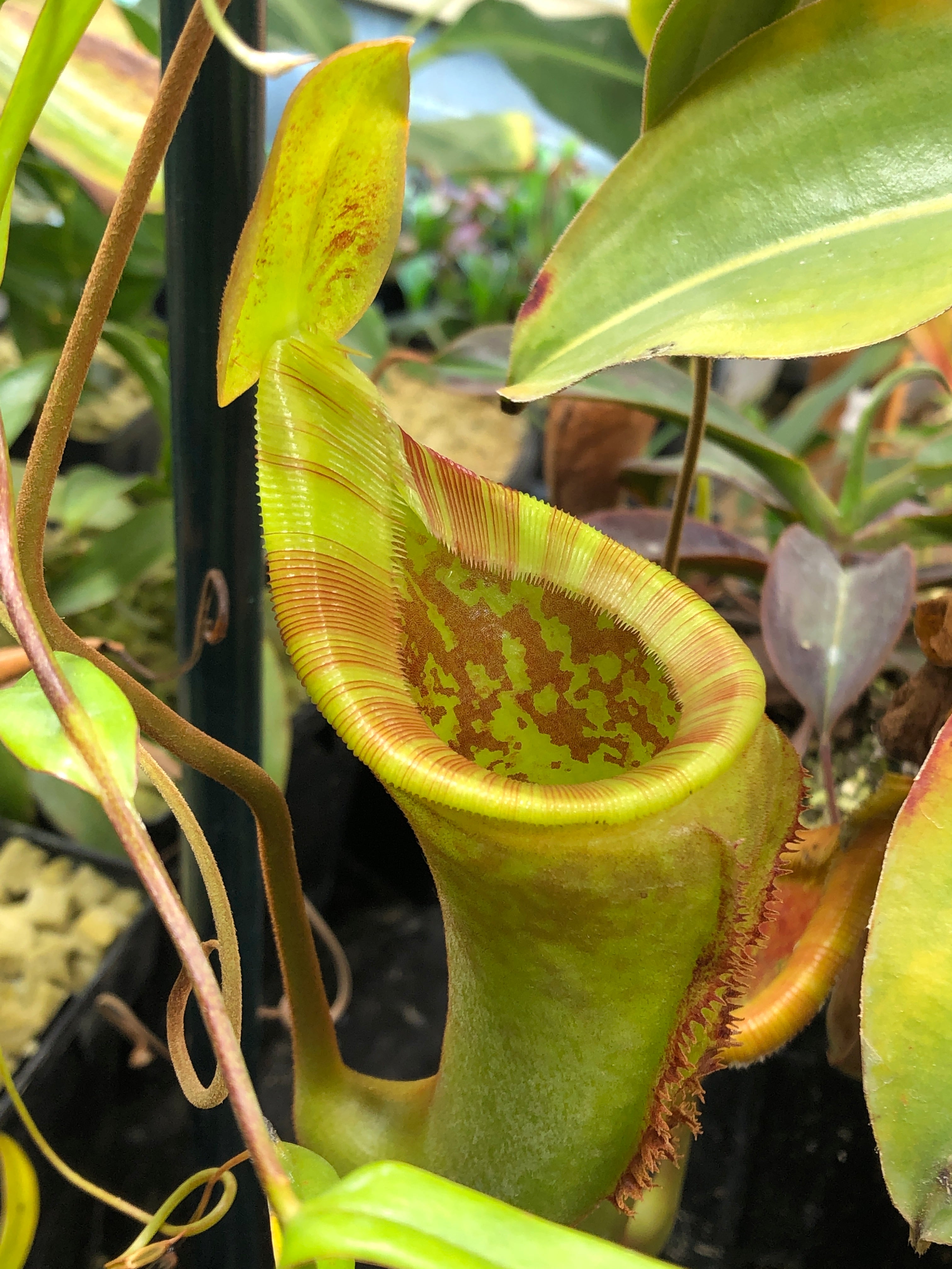 Nepenthes flava x (mira x lowii) Seed Grown