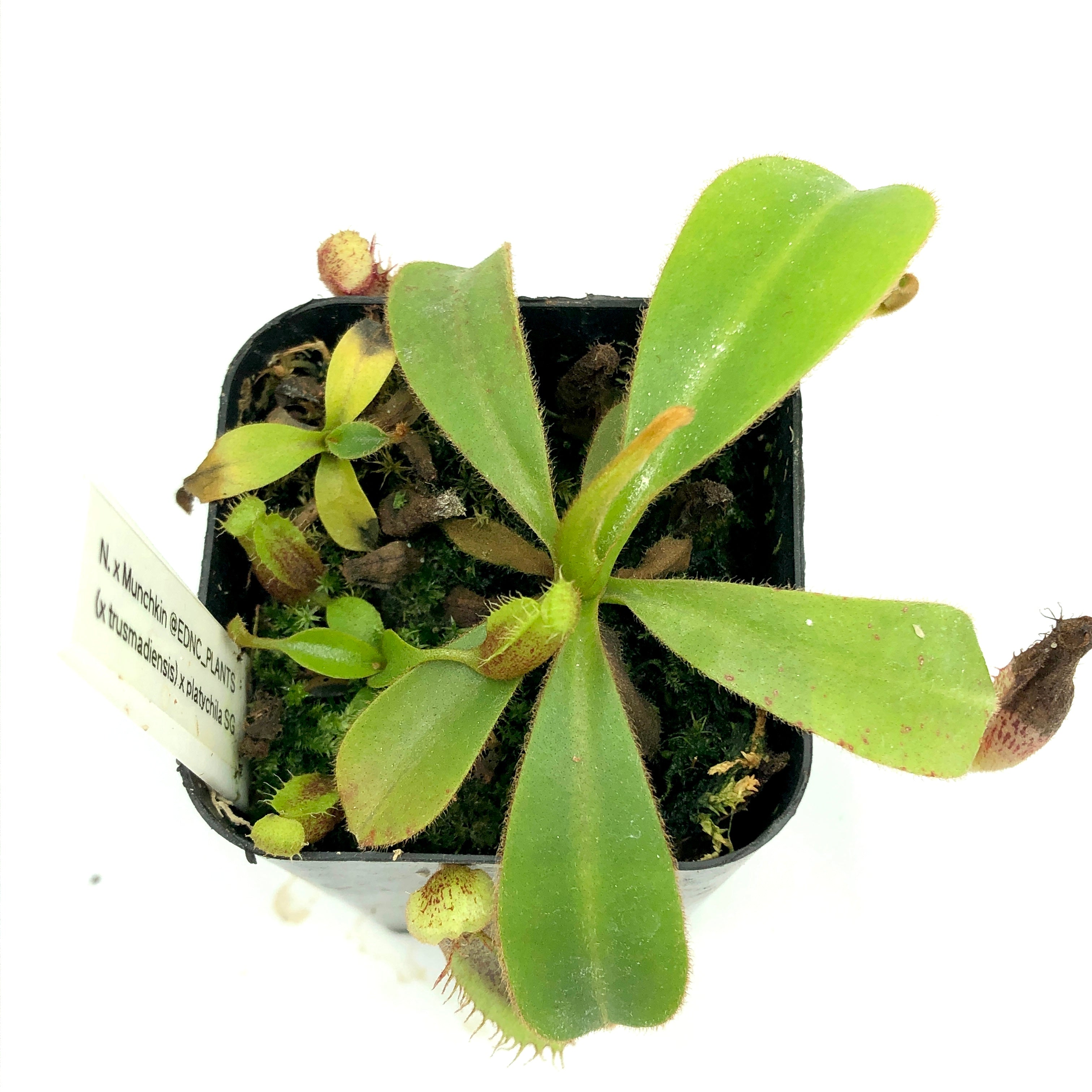 Nepenthes Munchkin (TM x platy)