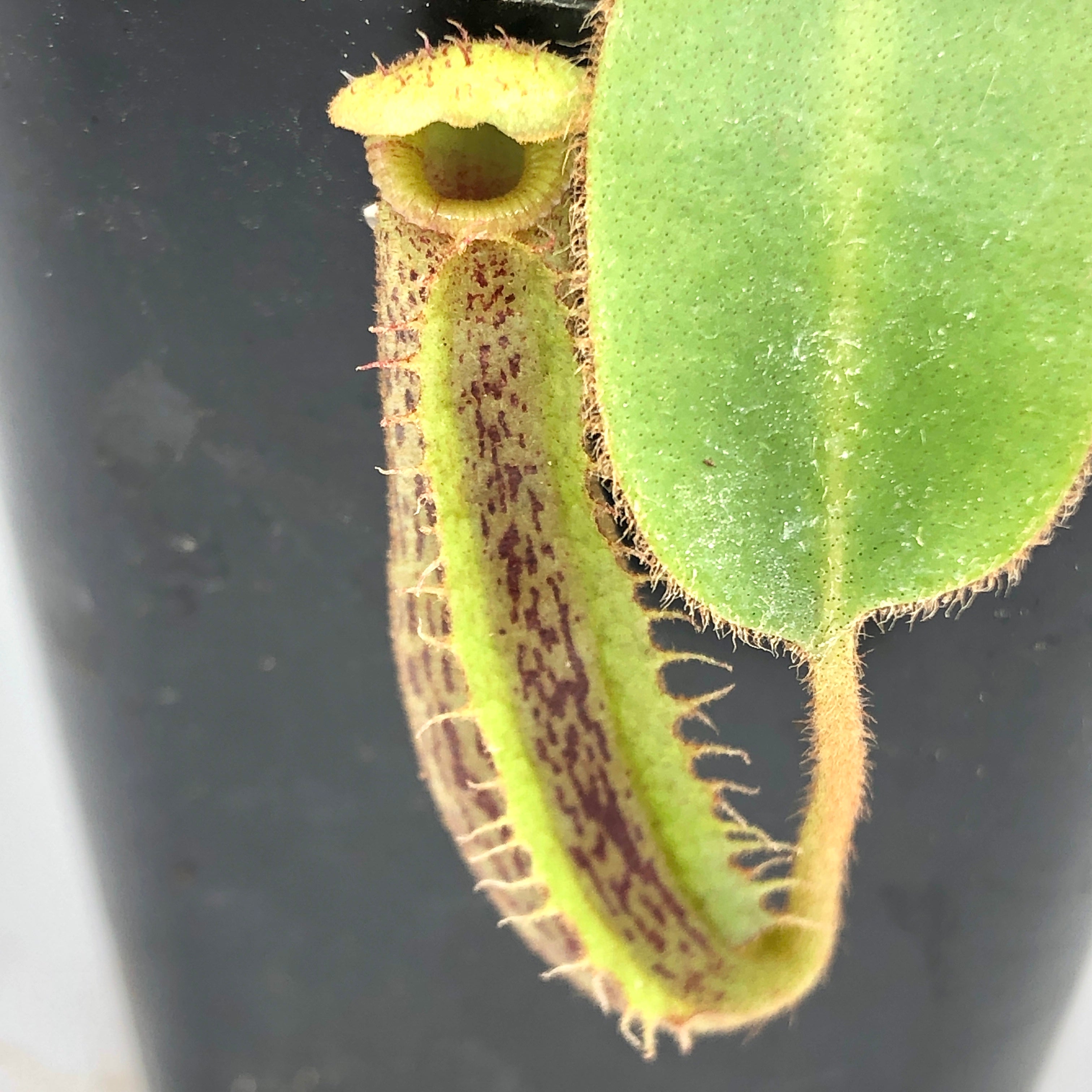 Nepenthes Munchkin (TM x platy)