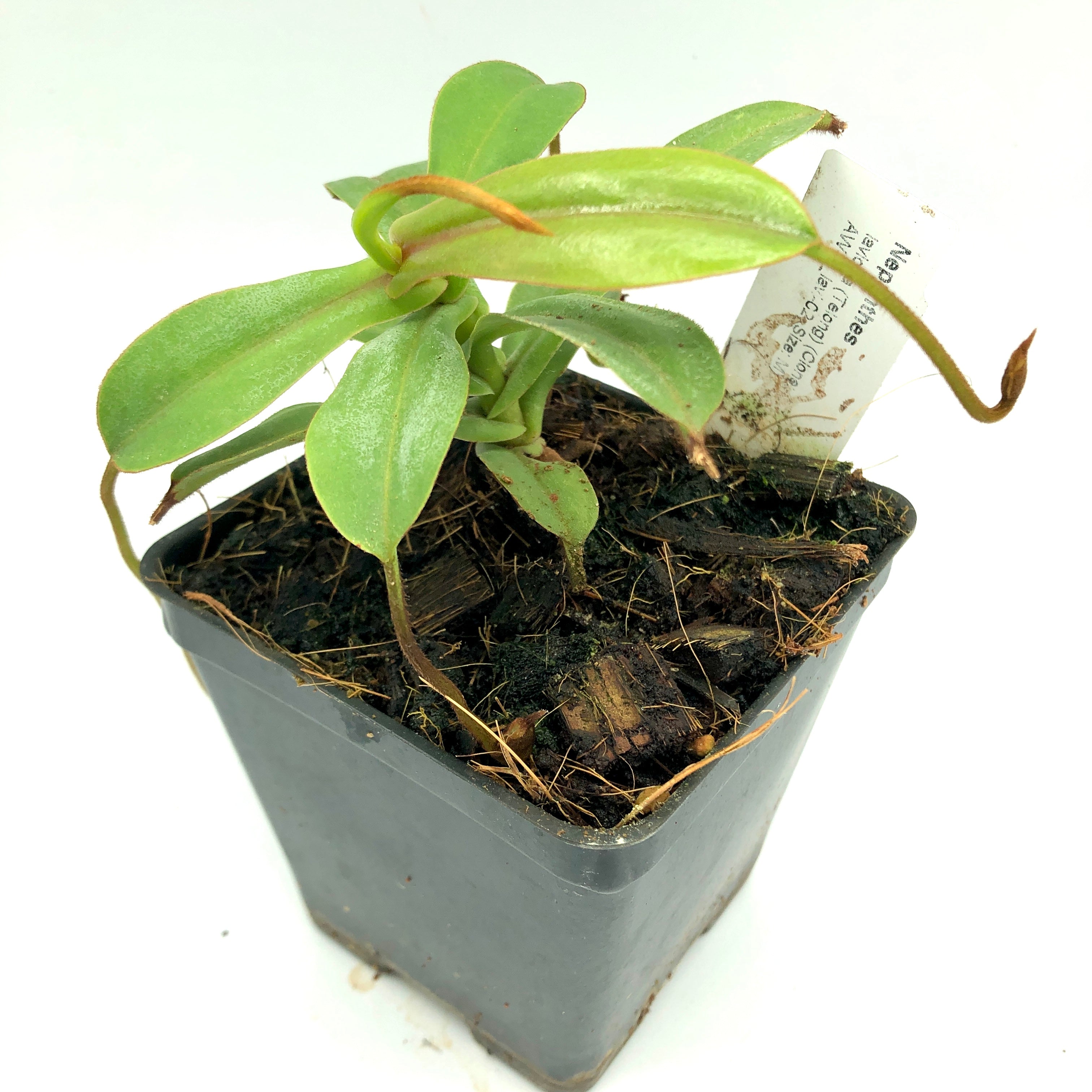 Nepenthes lavicola AW