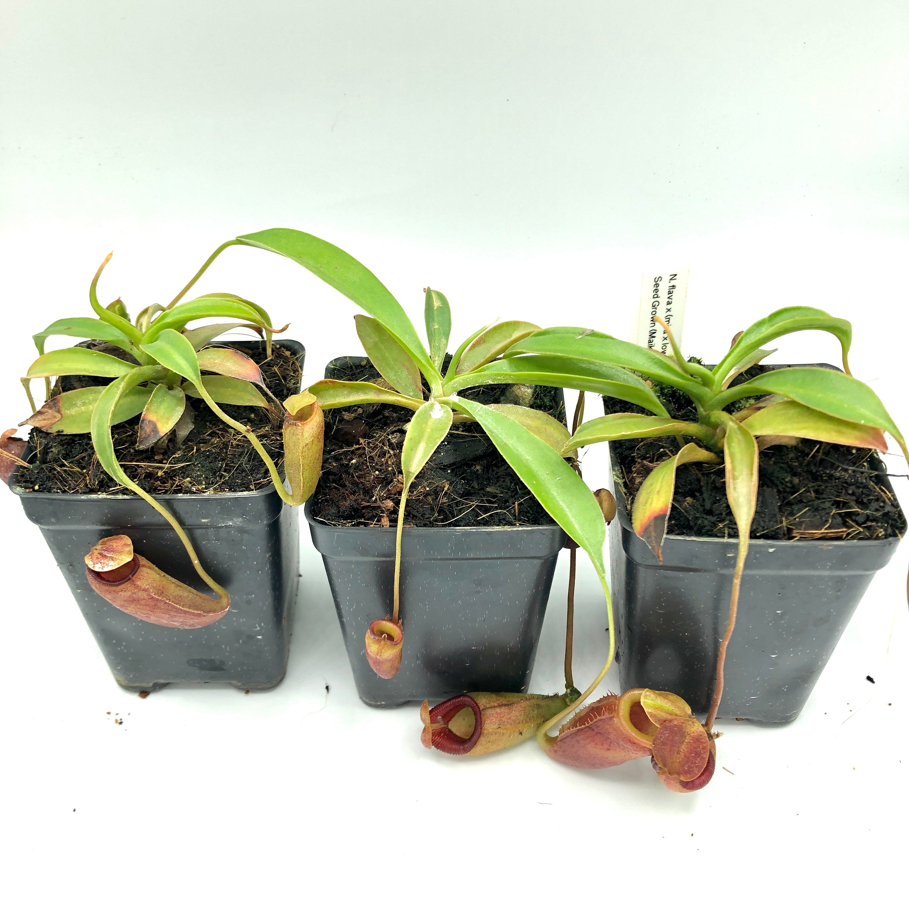 Nepenthes flava x (mira x lowii) Seed Grown