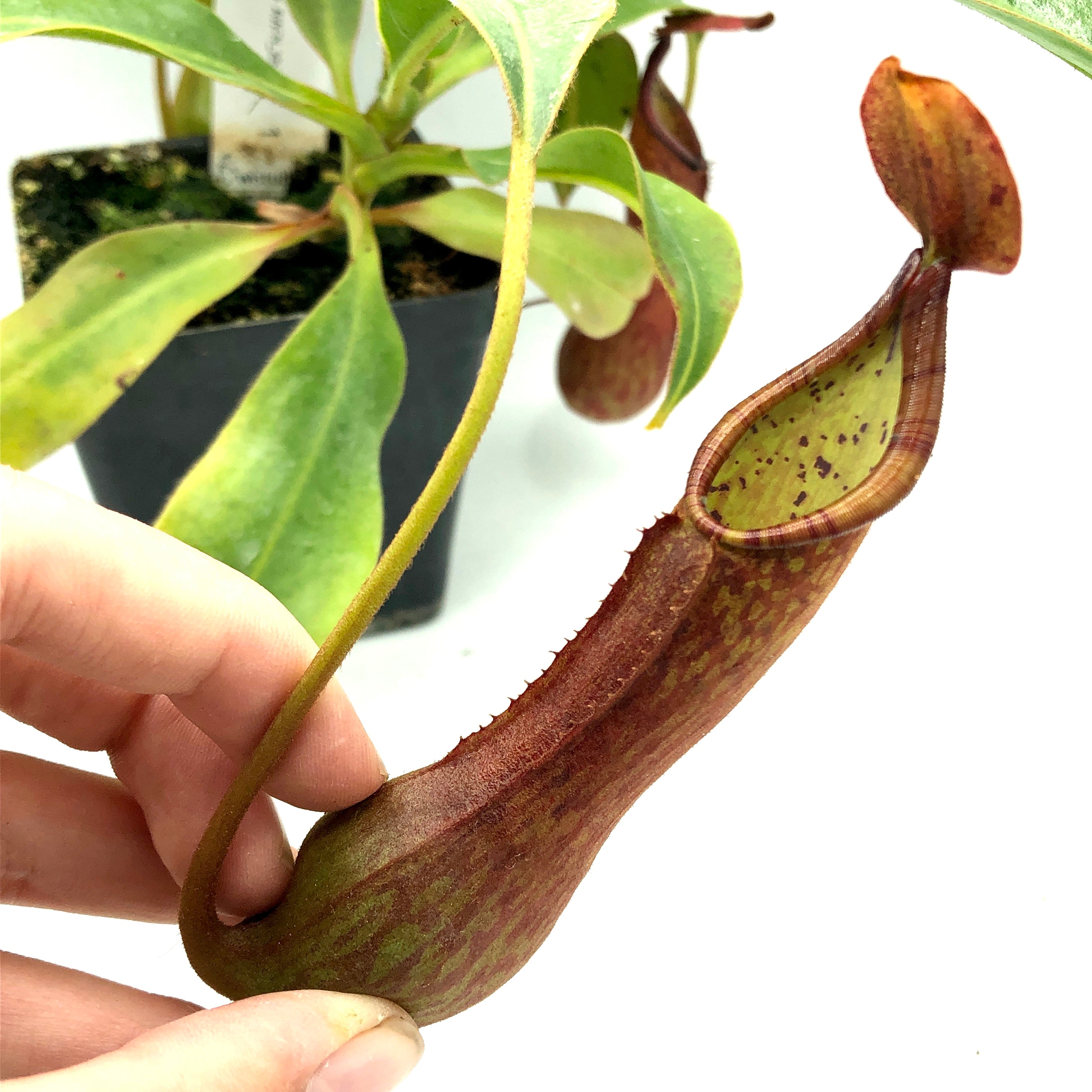 Nepenthes kitanglad AW