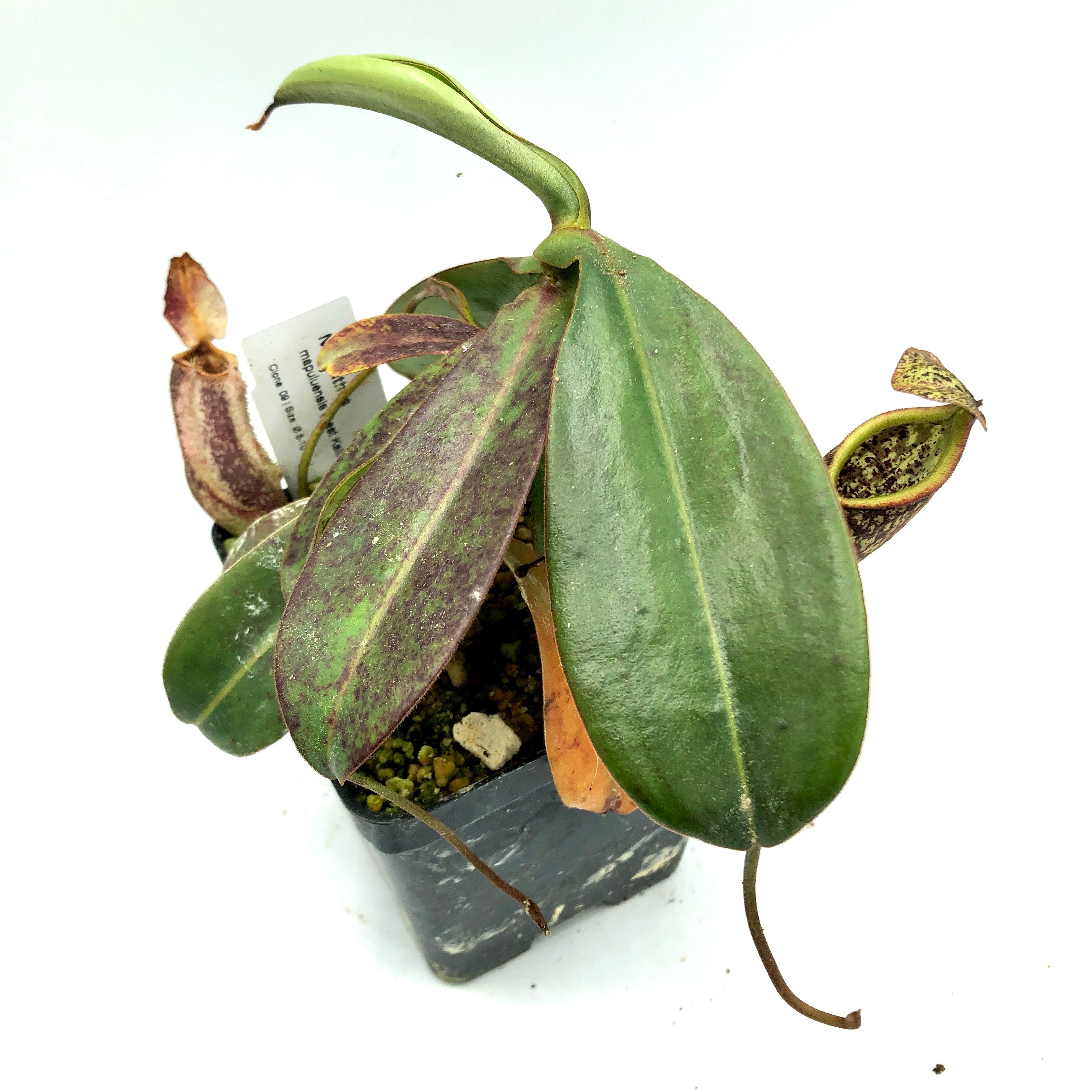 Nepenthes mapulensis AW 9
