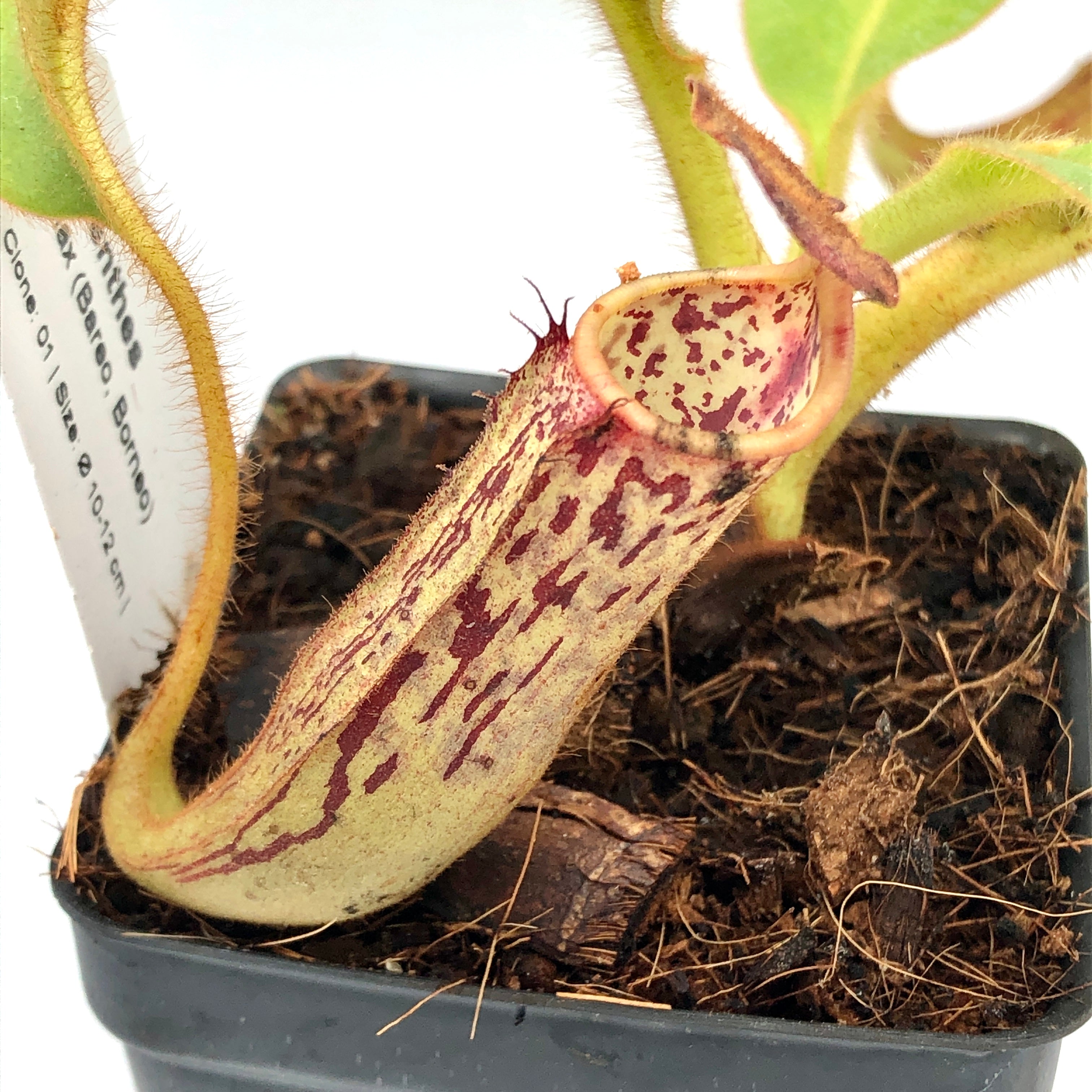 Nepenthes fallax