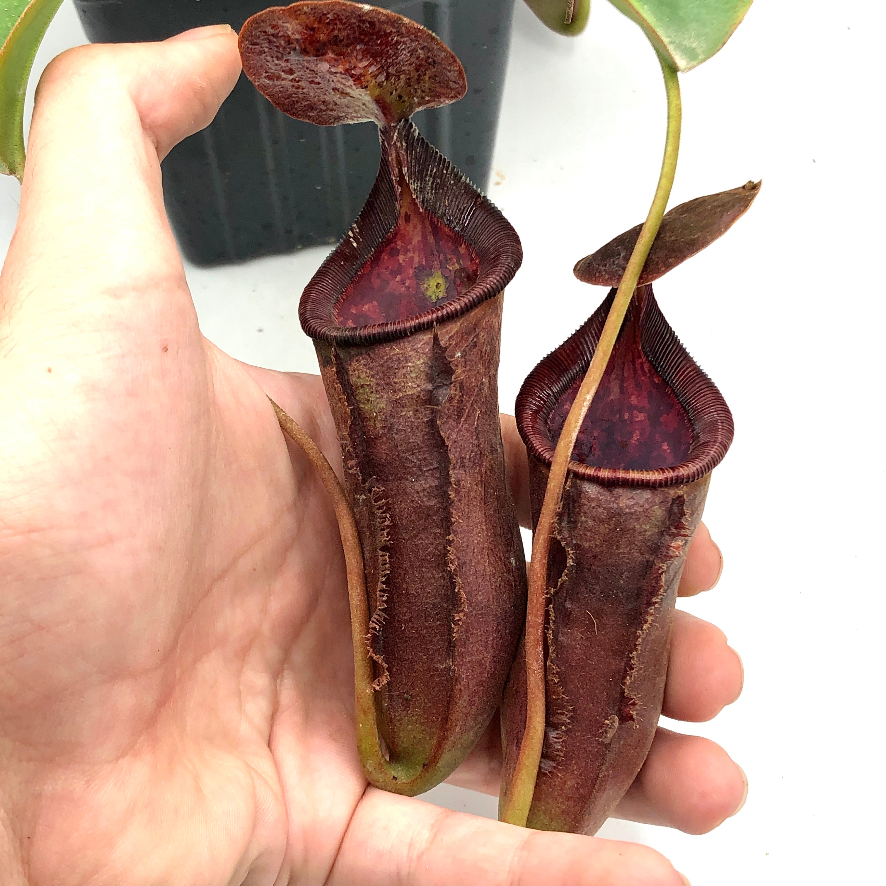 Nepenthes lowii x campanulata Male