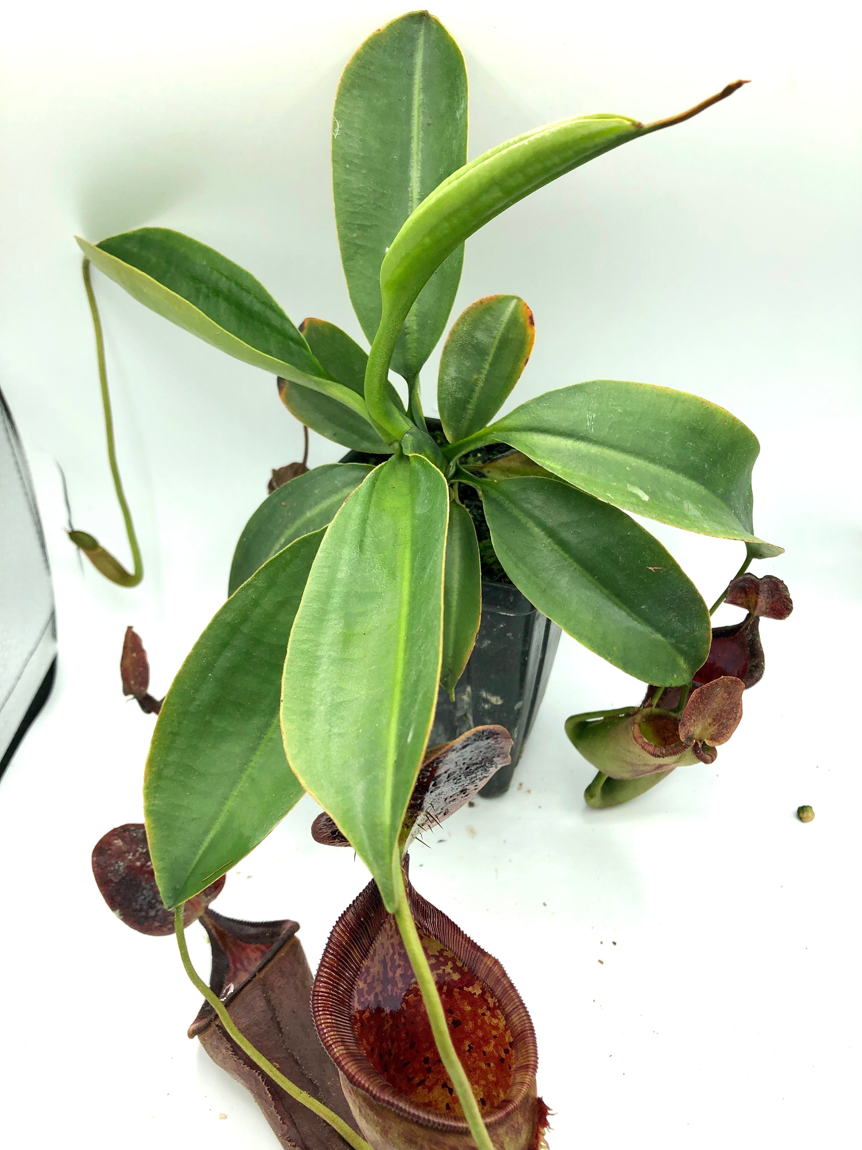 Nepenthes lowii x campanulata Female EP