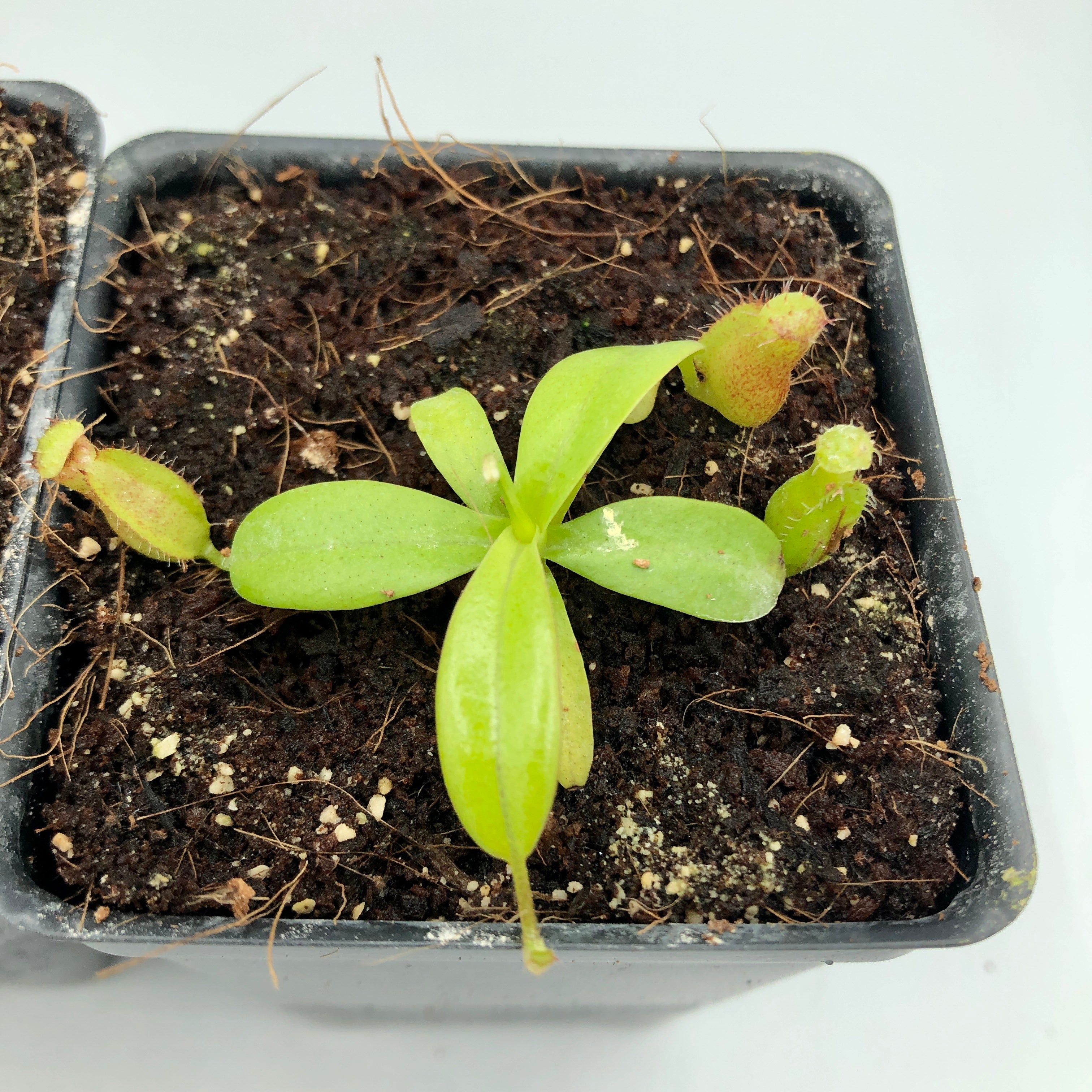 Nepenthes villosa x hamata BE-4099