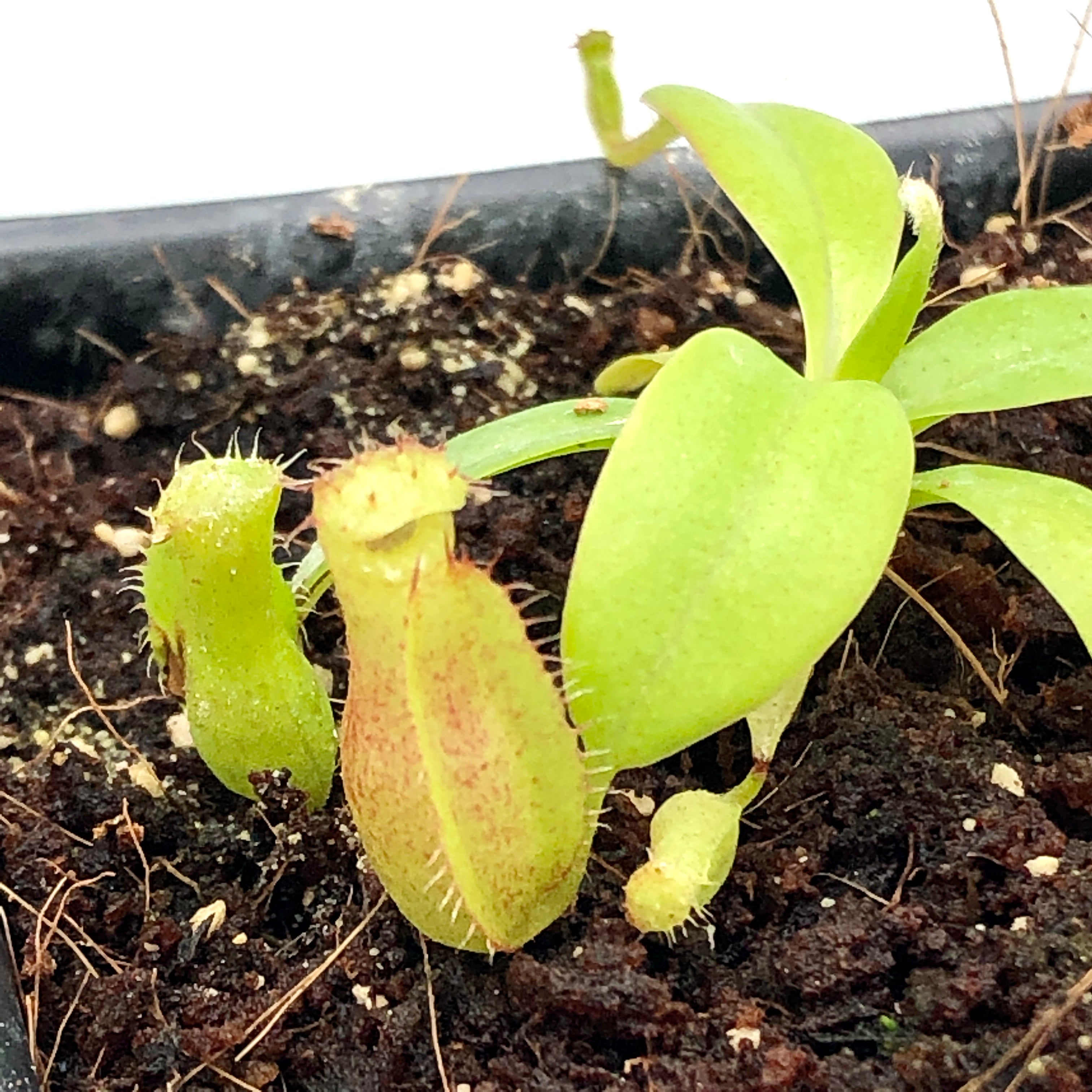 Nepenthes villosa x hamata BE-4099