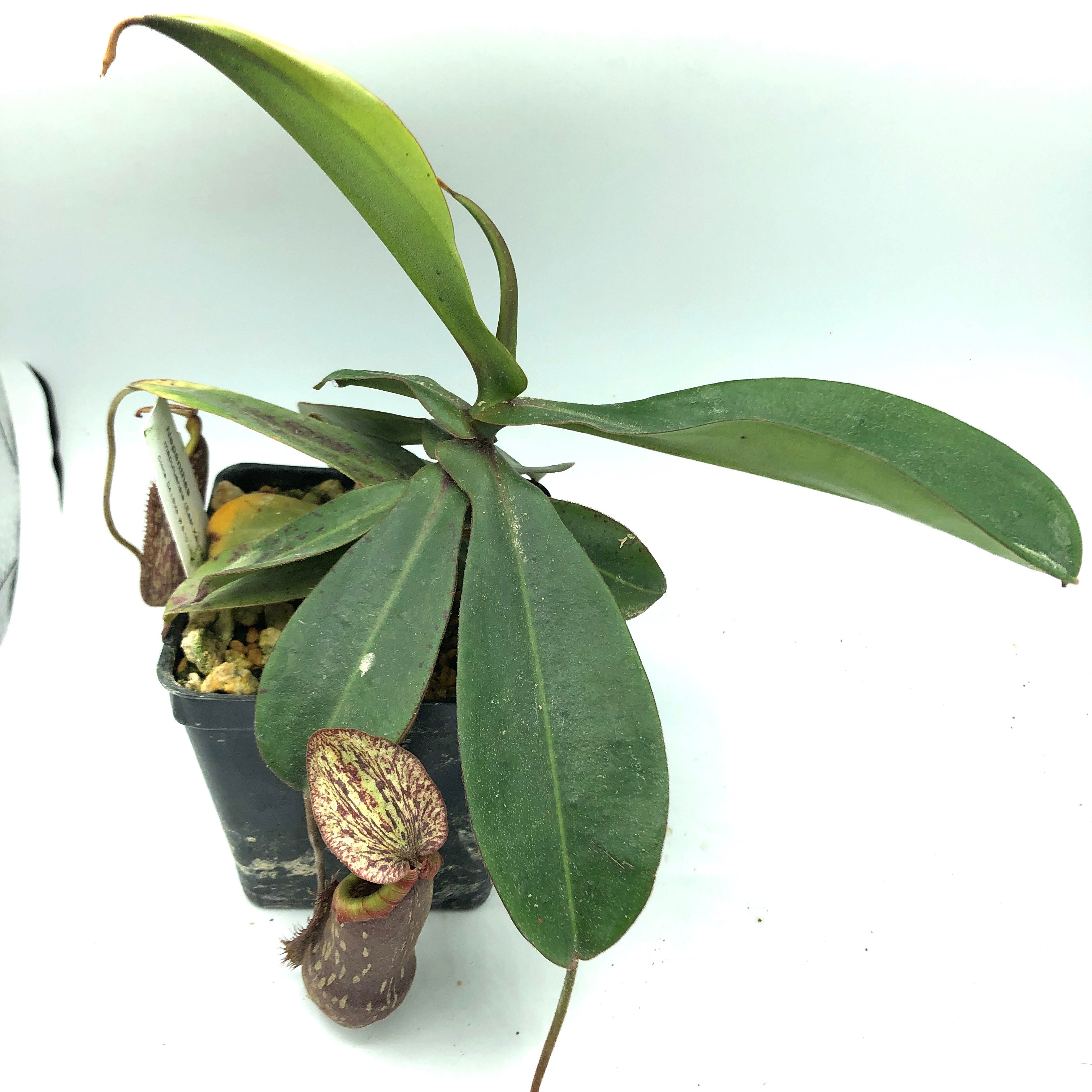 Nepenthes mapulensis AW 4