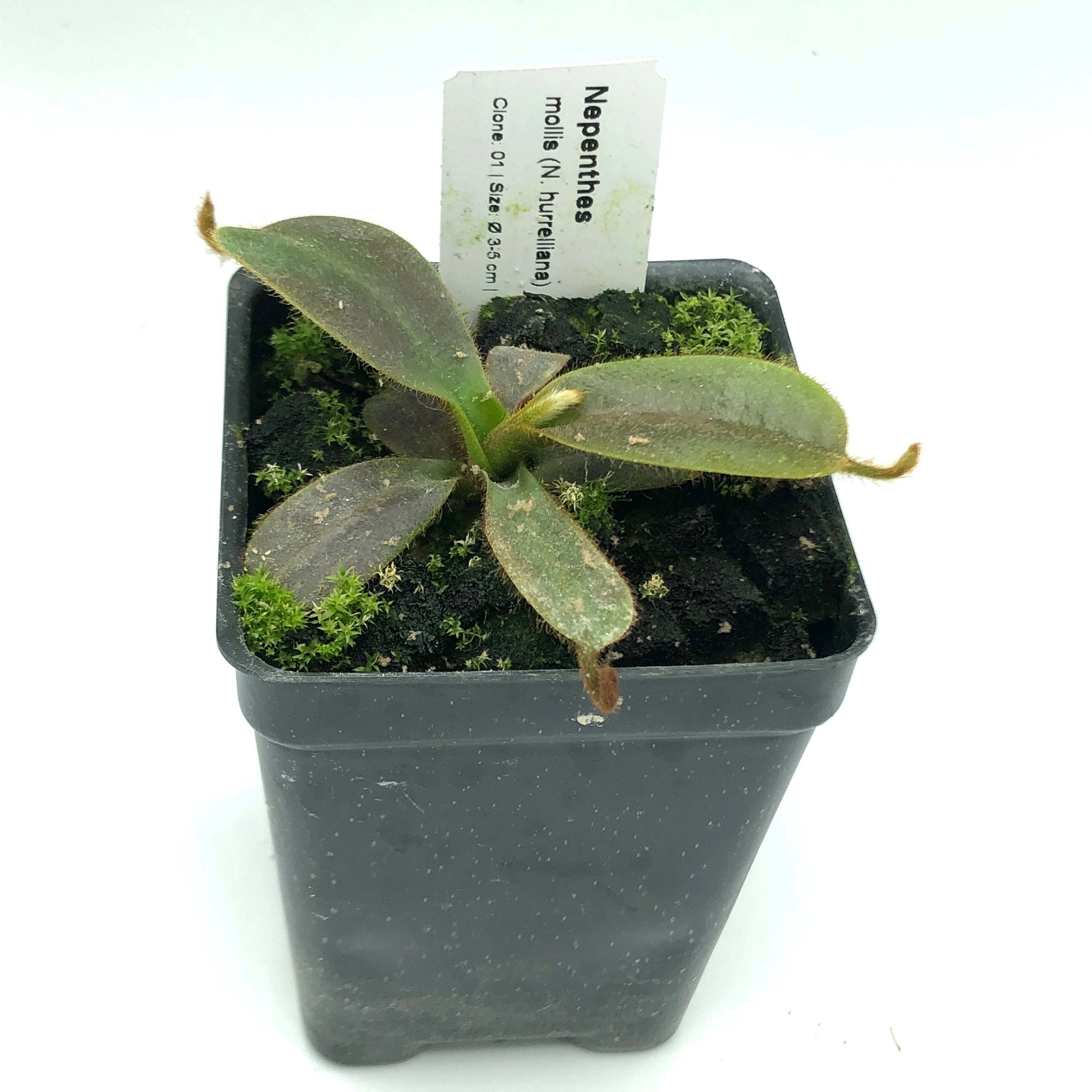 Nepenthes mollis AW 1 Female