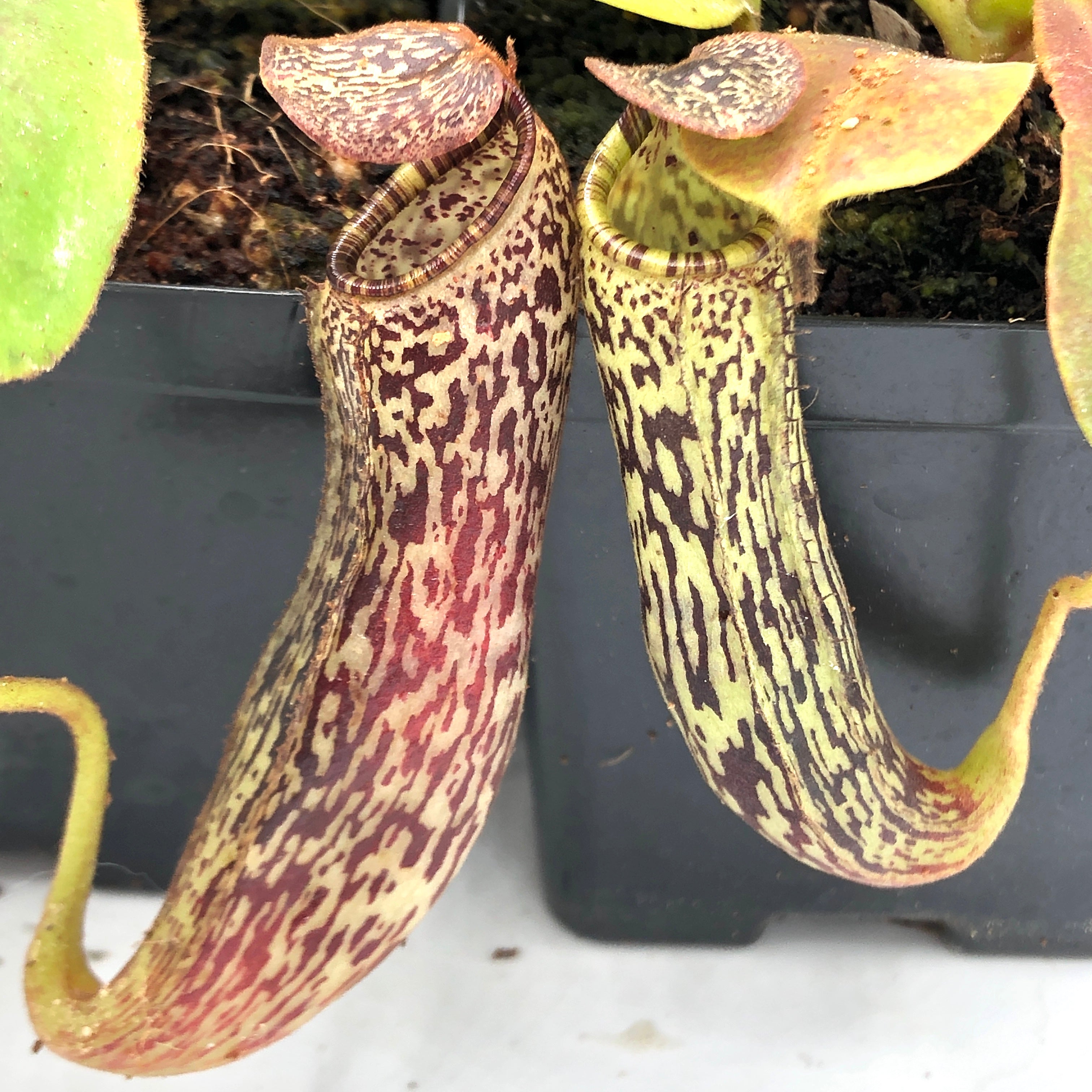 Nepenthes vogelii BE-3256