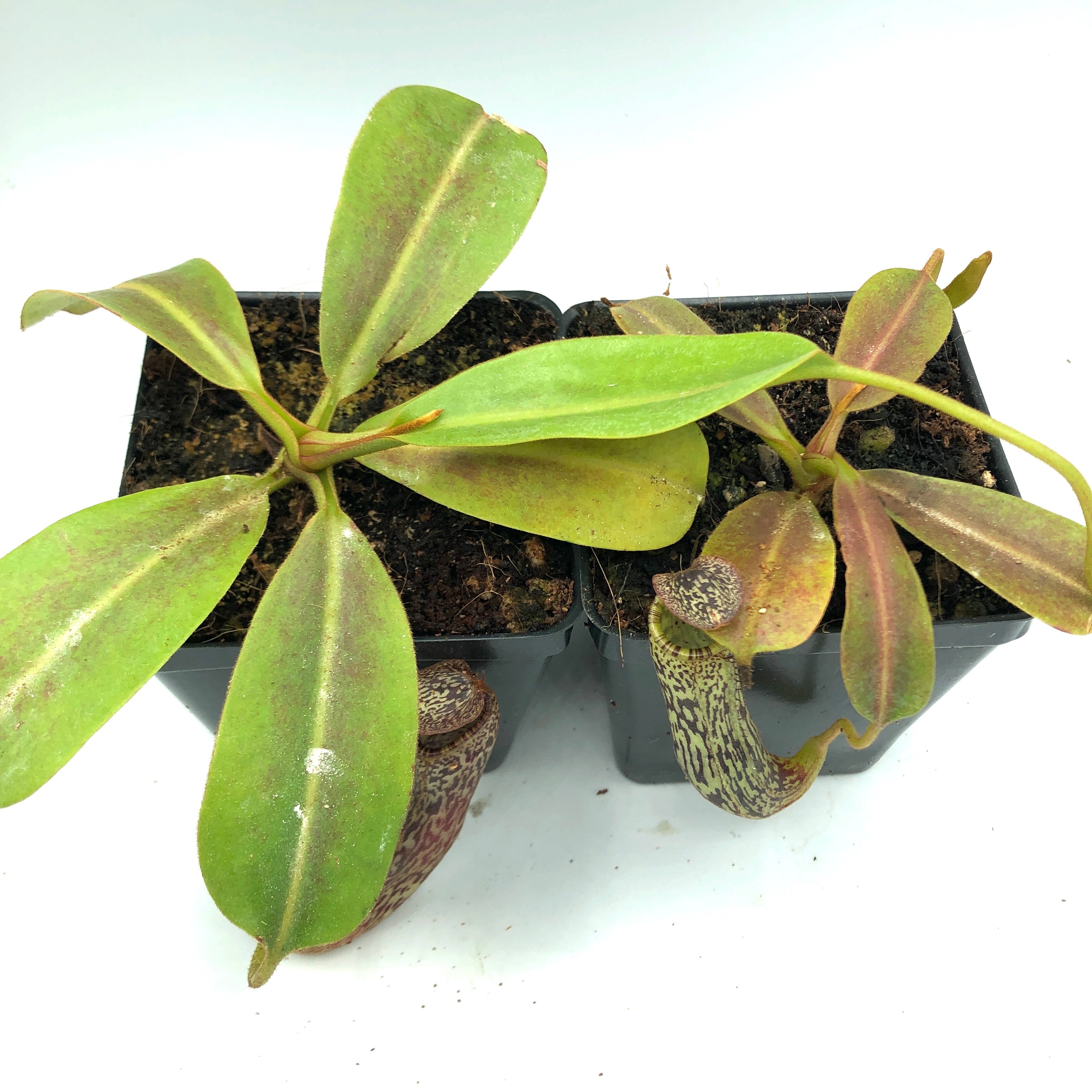 Nepenthes vogelii BE-3256