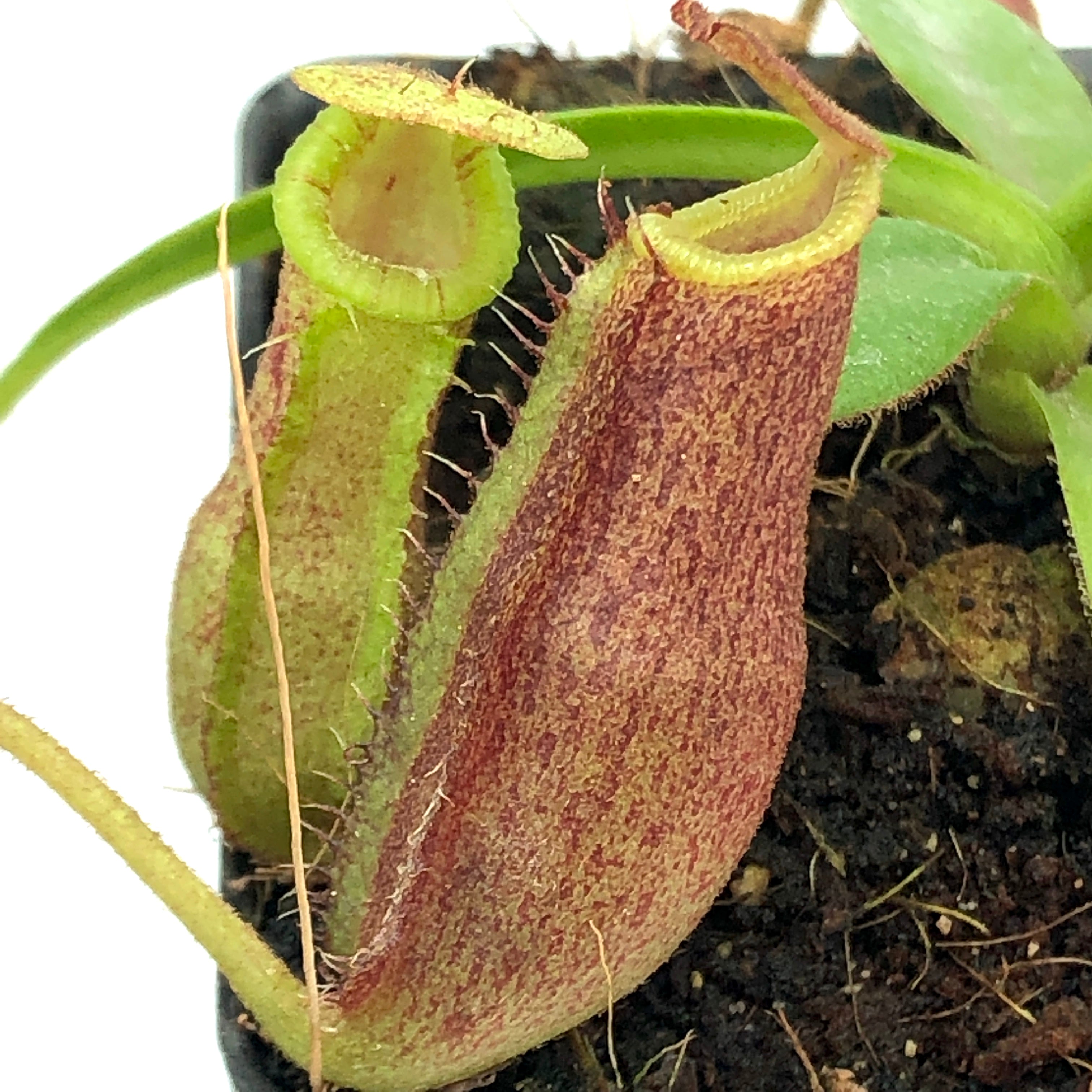 Nepenthes spectabilis x lowii BE-4524 | Cross Exotics