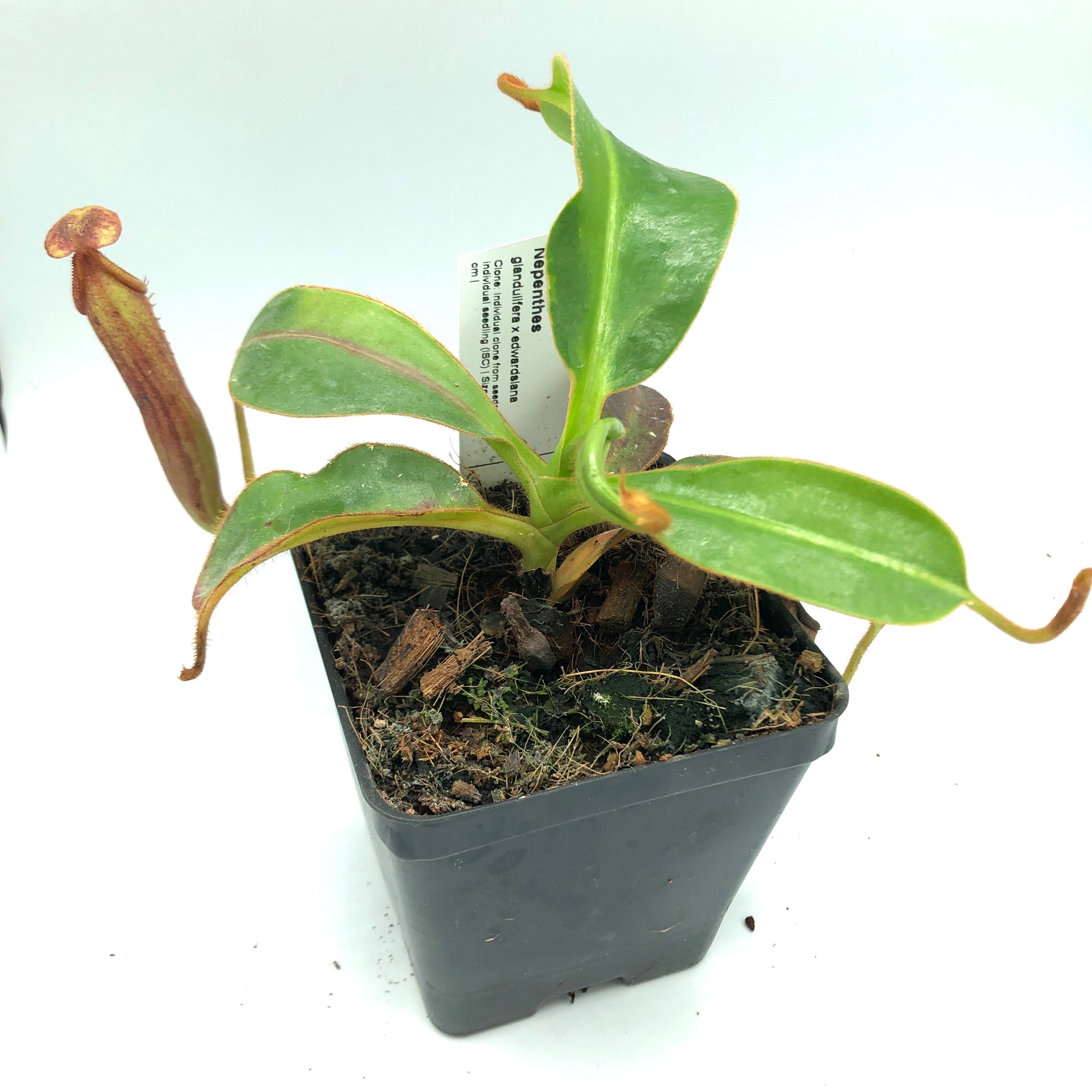 Nepenthes glandulifera x edwardsiana AW