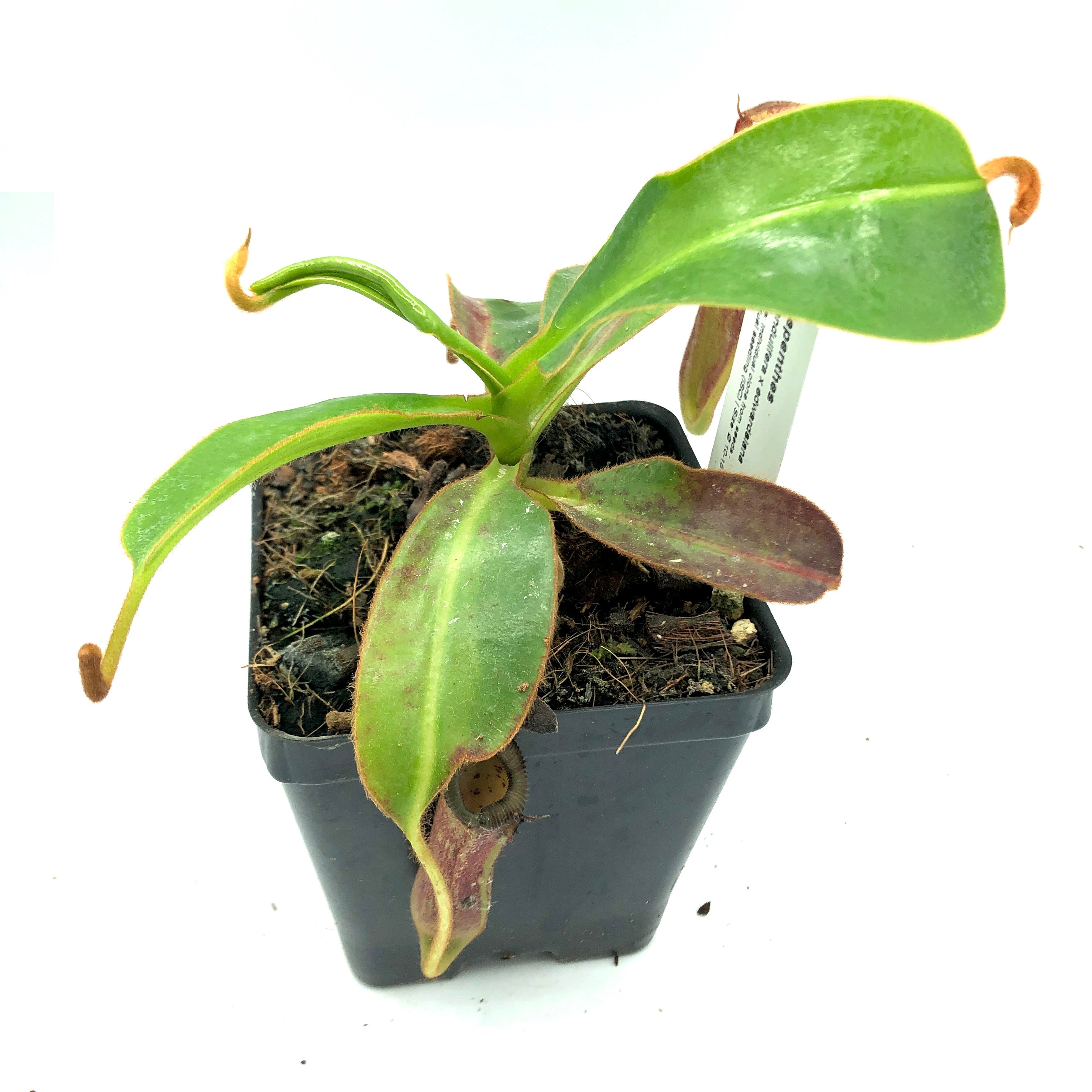 Nepenthes glandulifera x edwardsiana AW