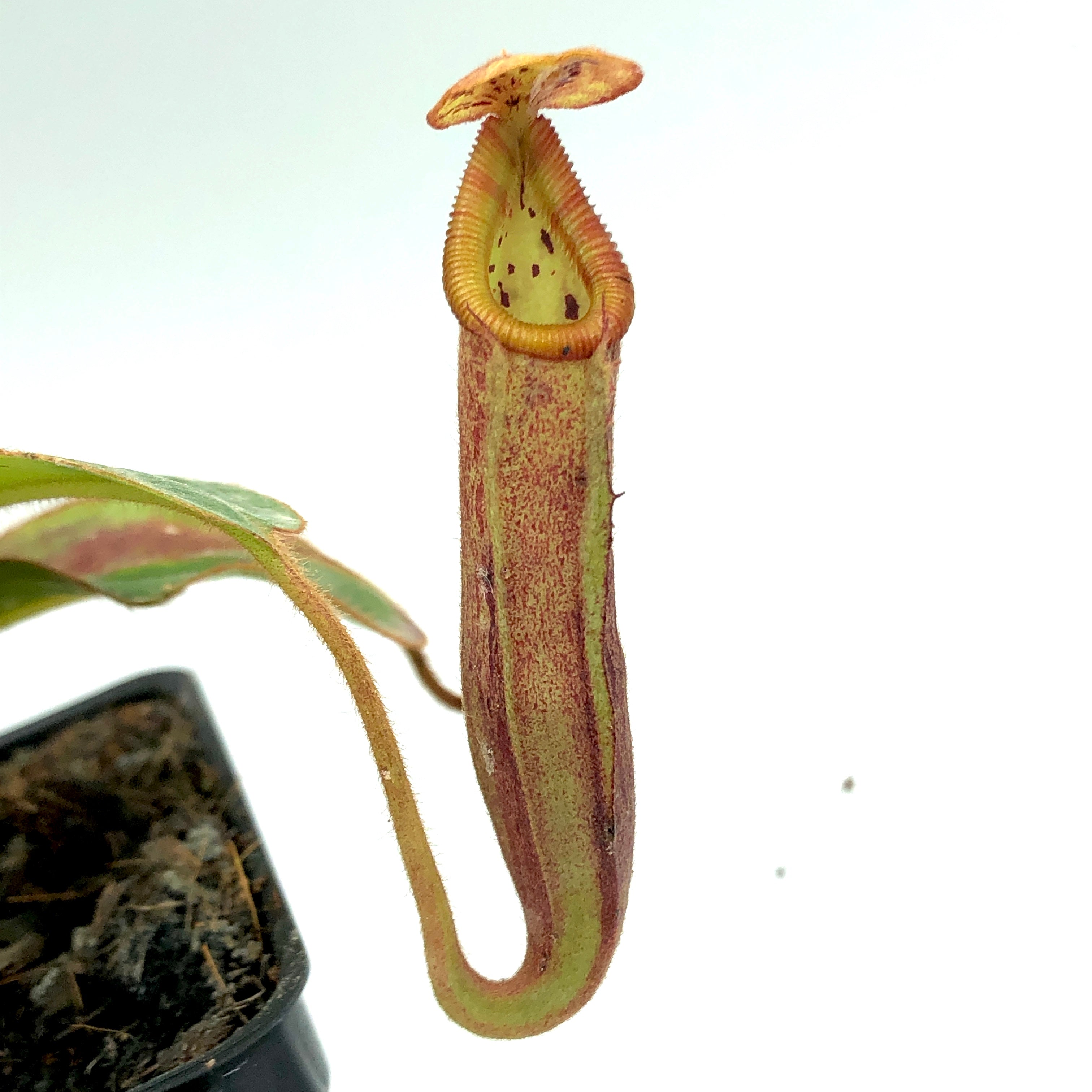 Nepenthes glandulifera x edwardsiana AW