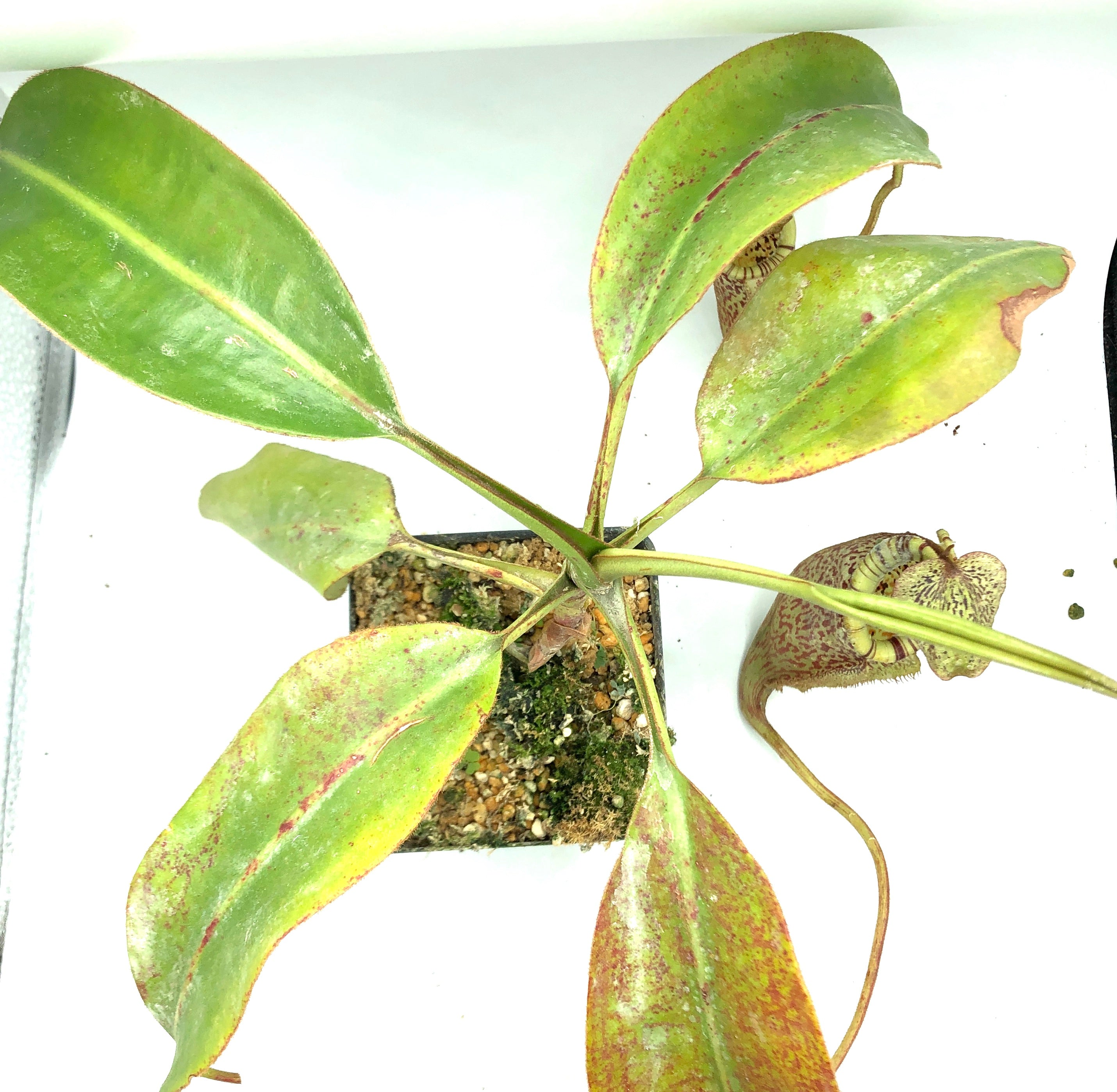Nepenthes burbidgeae Specimen