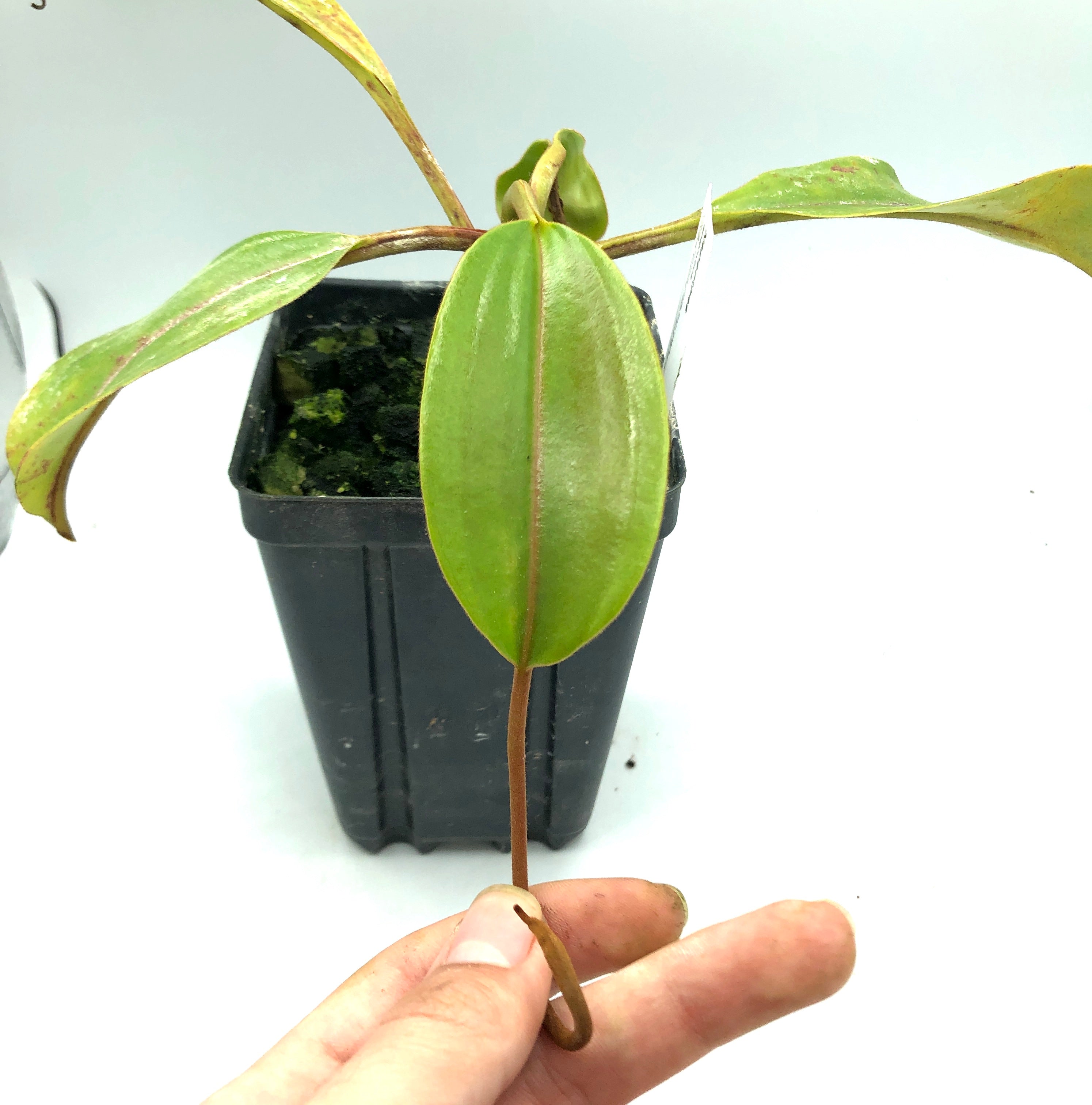 Nepenthes epiphytica SG